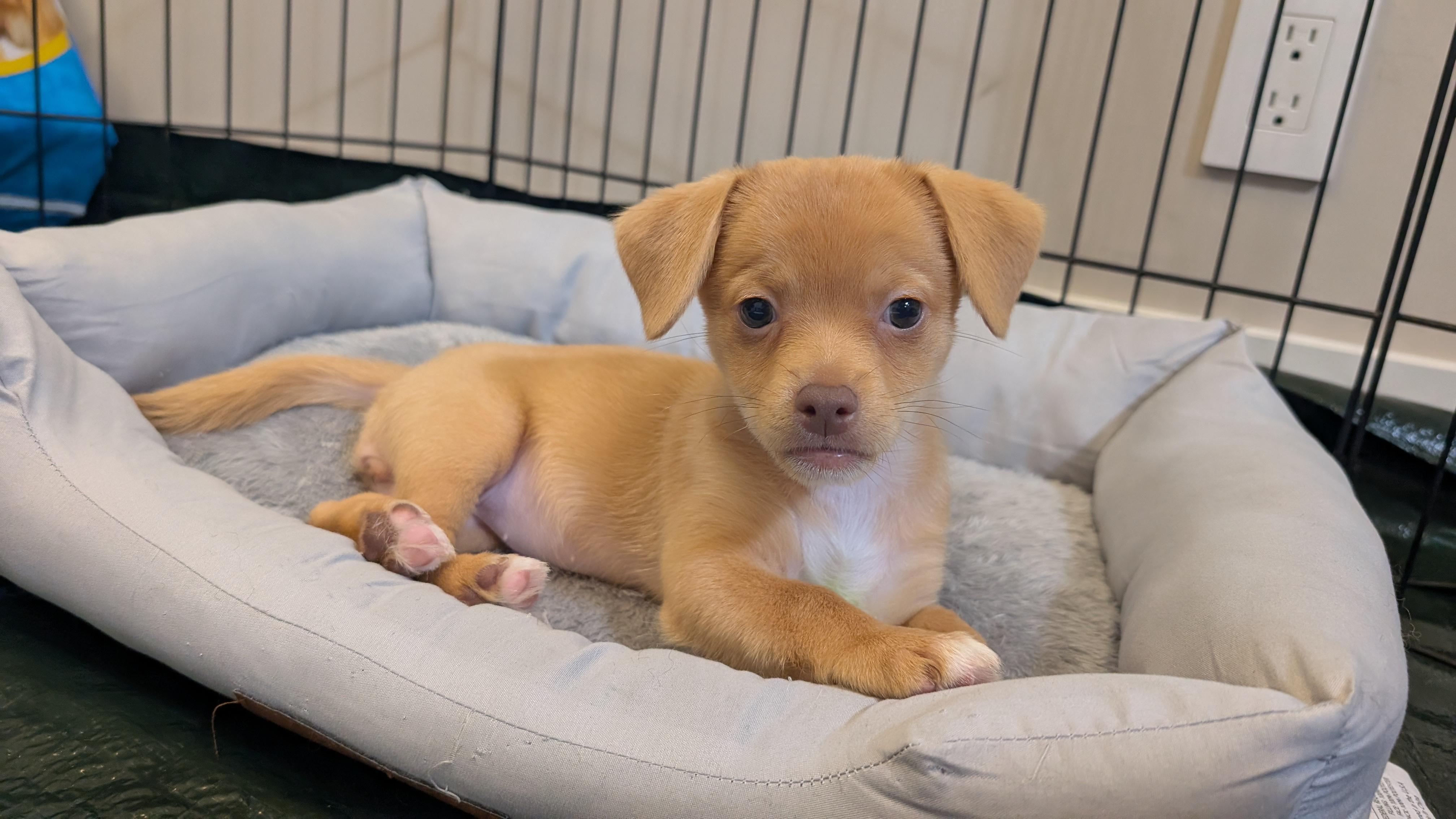 Pebbles (The Flintstones), a Adoptable mixed breed in Redwood City, CA image 3/6