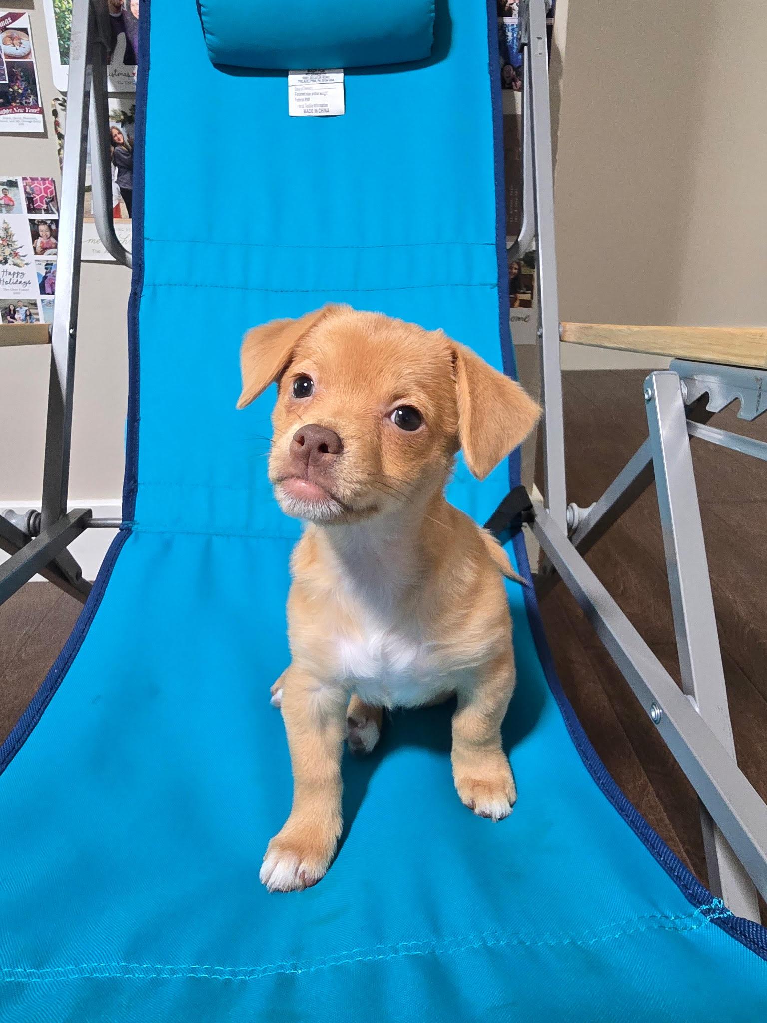 Pebbles (The Flintstones), Adoptable, Puppy Female Chihuahua.