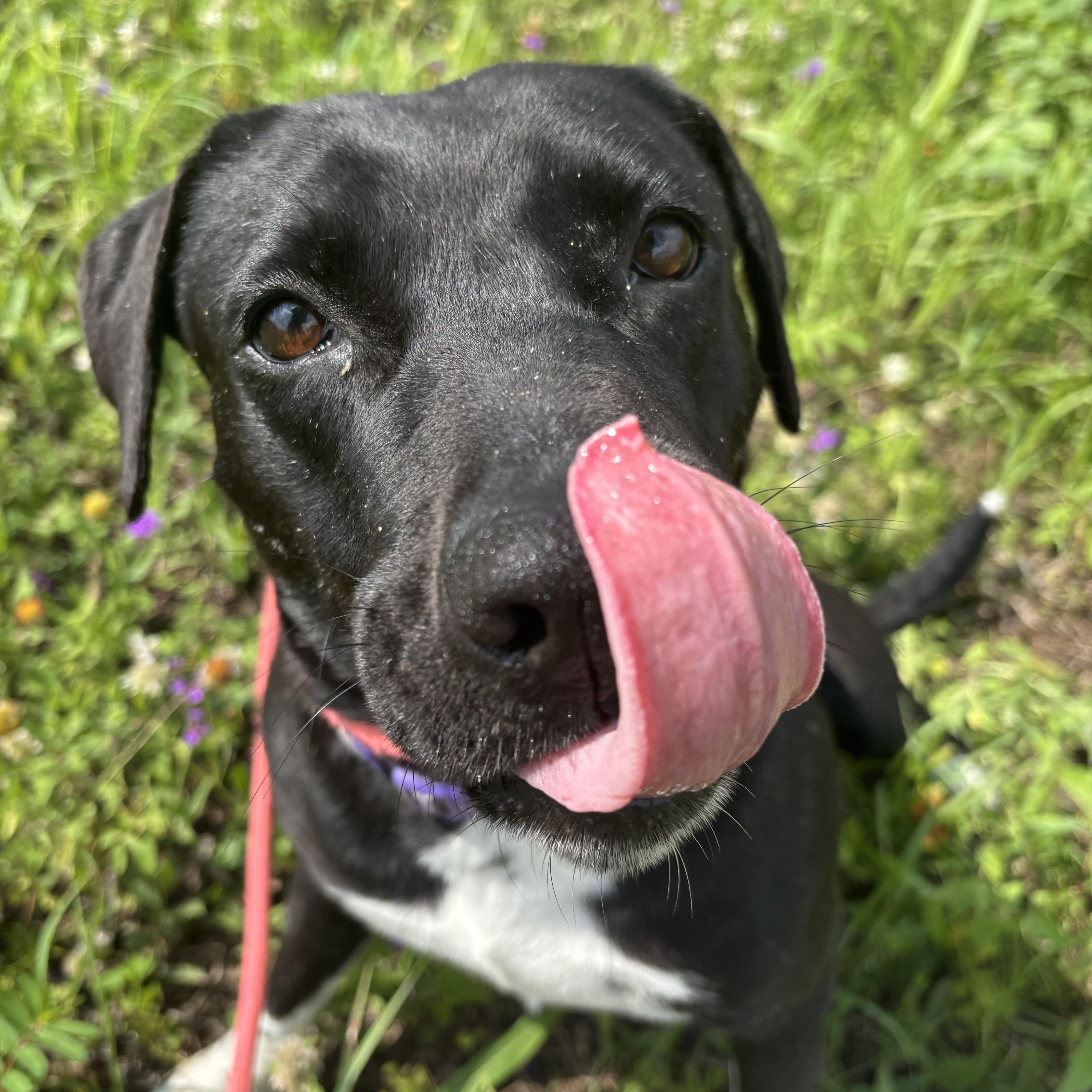 Enlarge Ariel, a Adopted mixed breed in Albany, NY image 4/5