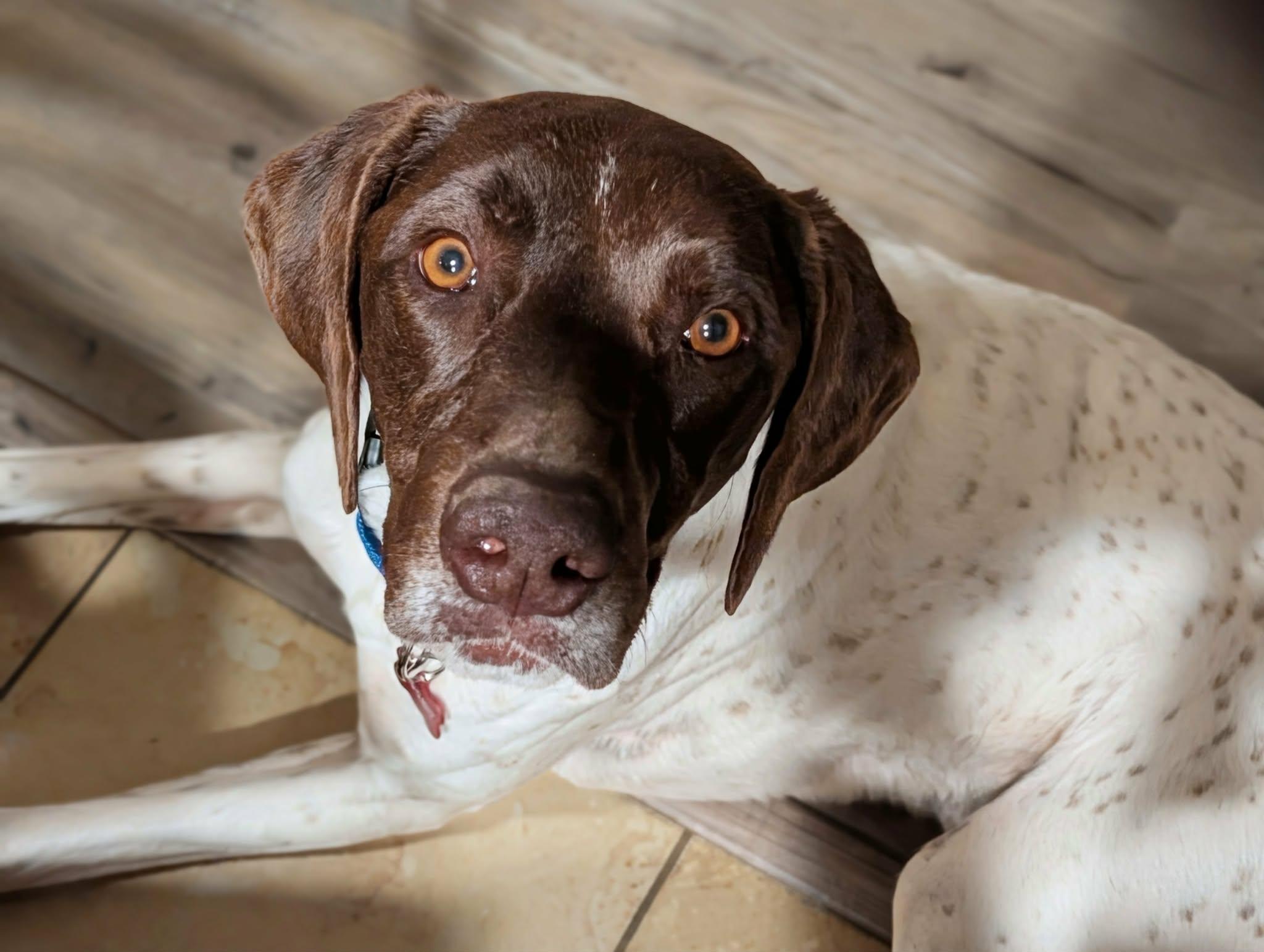 Enlarge Gatsby, a ADOPTABLE German Shorthaired Pointer in Temecula, CA image 3/6