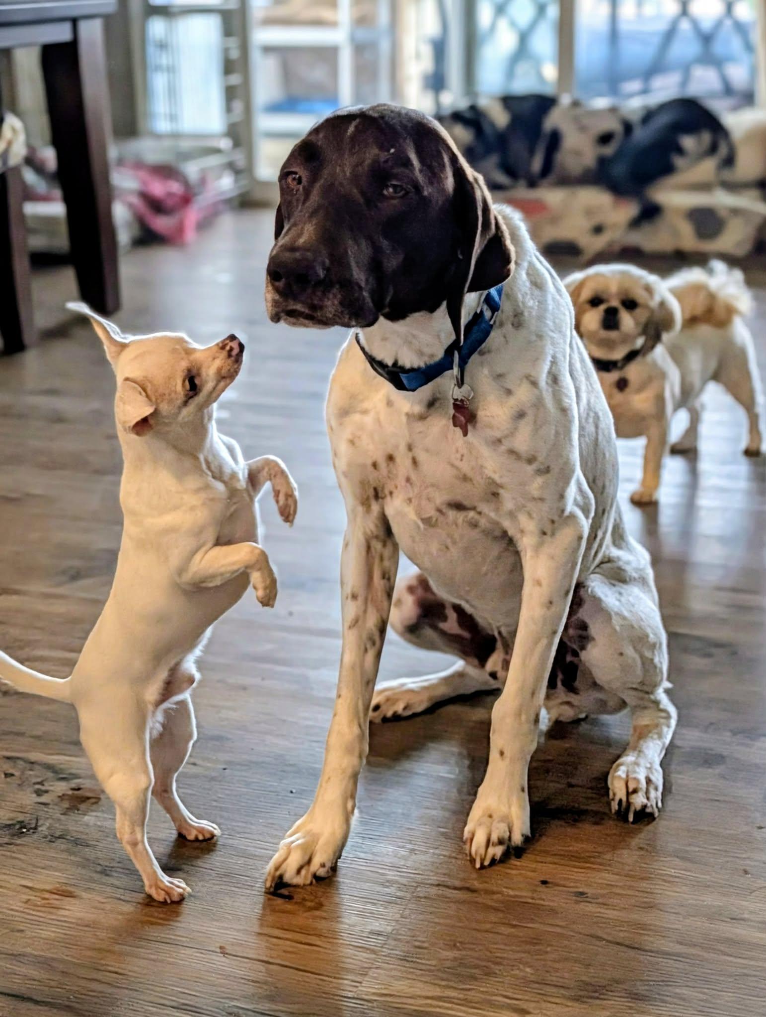 Enlarge Gatsby, a ADOPTABLE German Shorthaired Pointer in Temecula, CA image 2/6
