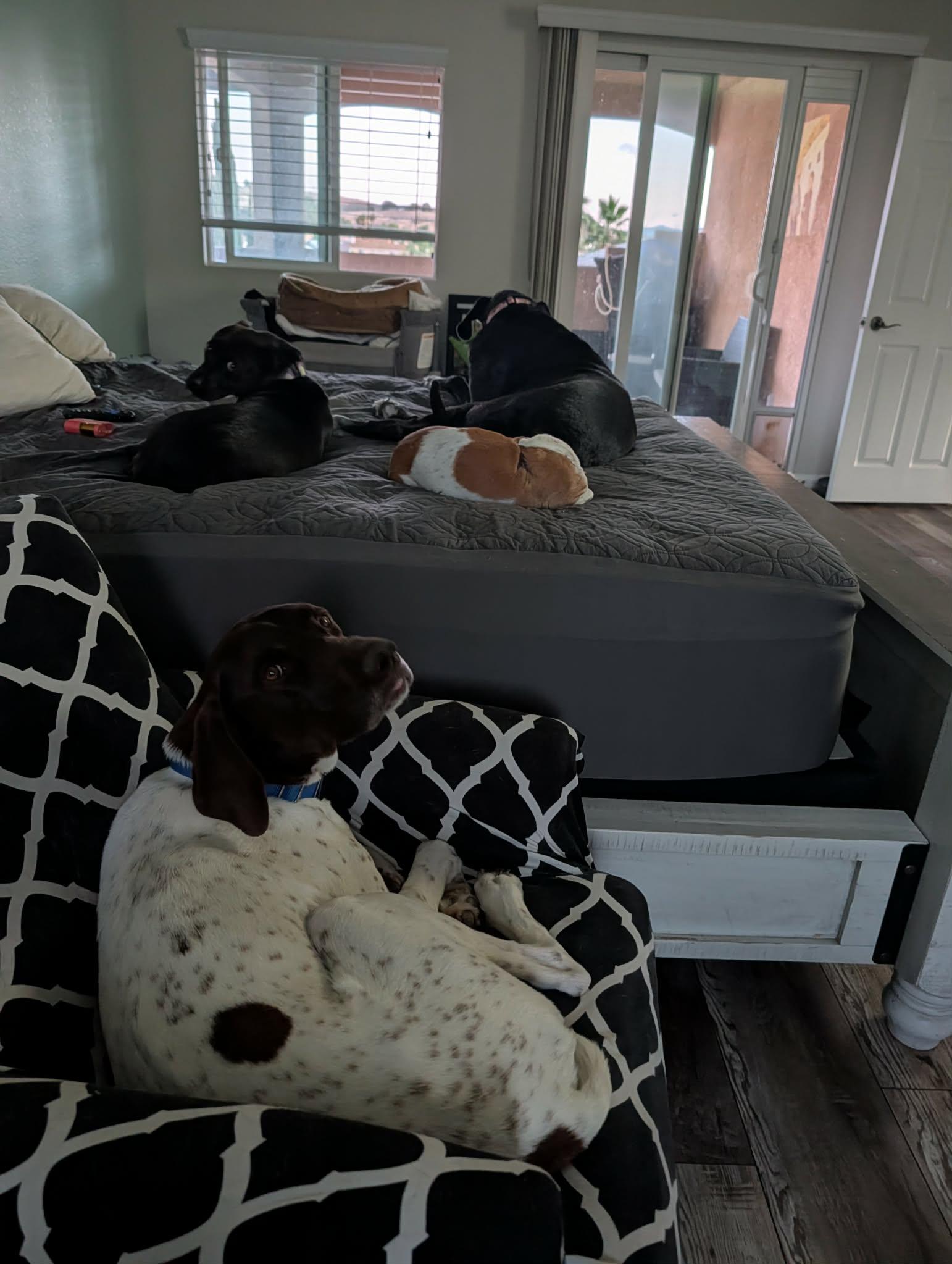 Enlarge Gatsby, a ADOPTABLE German Shorthaired Pointer in Temecula, CA image 5/6