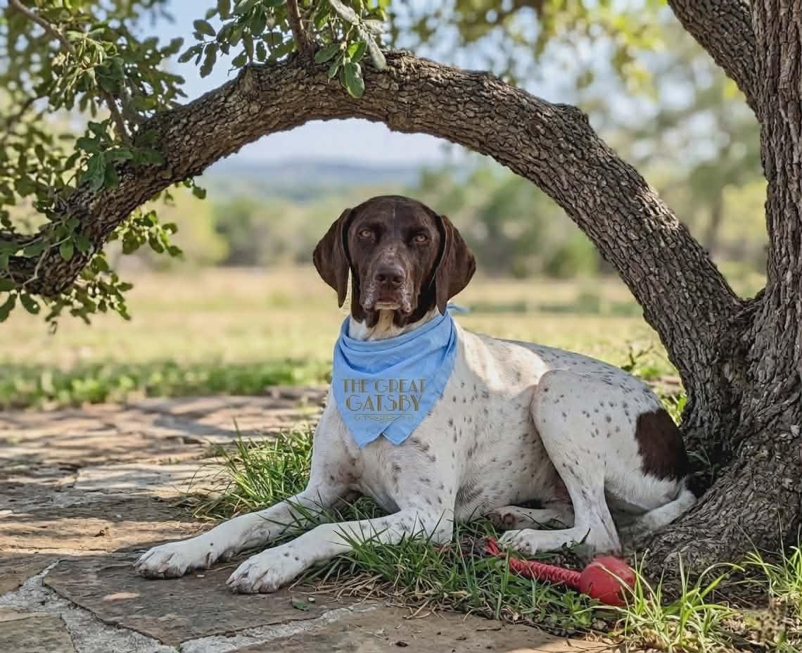 Enlarge Gatsby, a ADOPTABLE German Shorthaired Pointer in Temecula, CA image 1/6