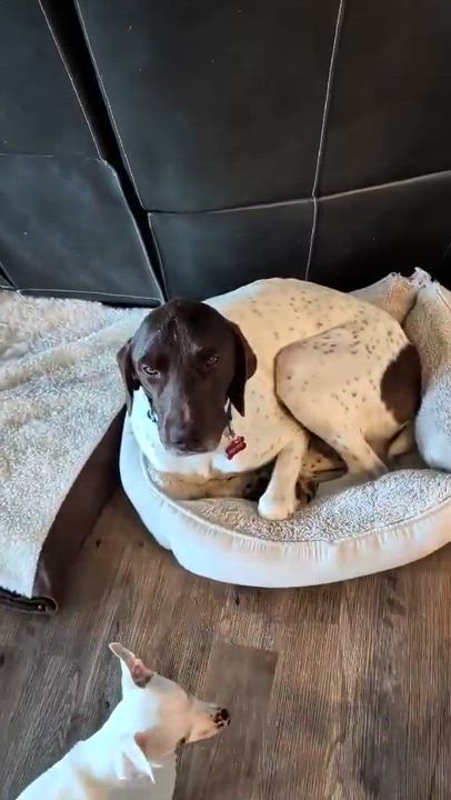Enlarge Gatsby, a ADOPTABLE German Shorthaired Pointer in Temecula, CA video 6/6