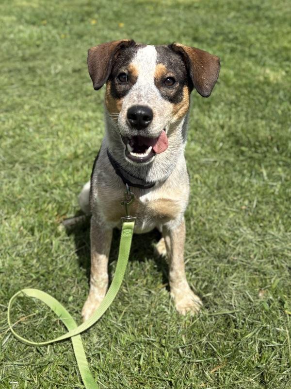 Stewie, Adoptable, Young Male Australian Cattle Dog / Blue Heeler.