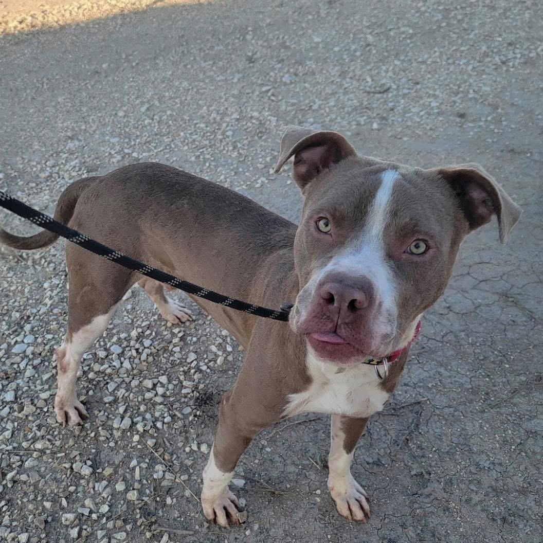 Enlarge Sterling, a ADOPTABLE Mixed Breed in Brooks, ME image 3/3