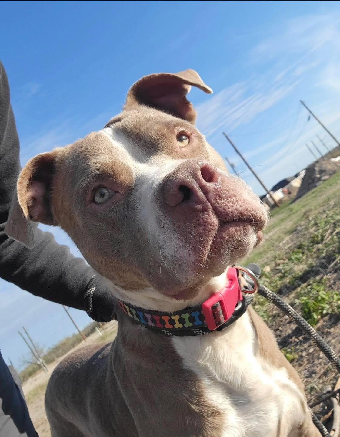 Enlarge Sterling, a ADOPTABLE Mixed Breed in Brooks, ME image 2/3