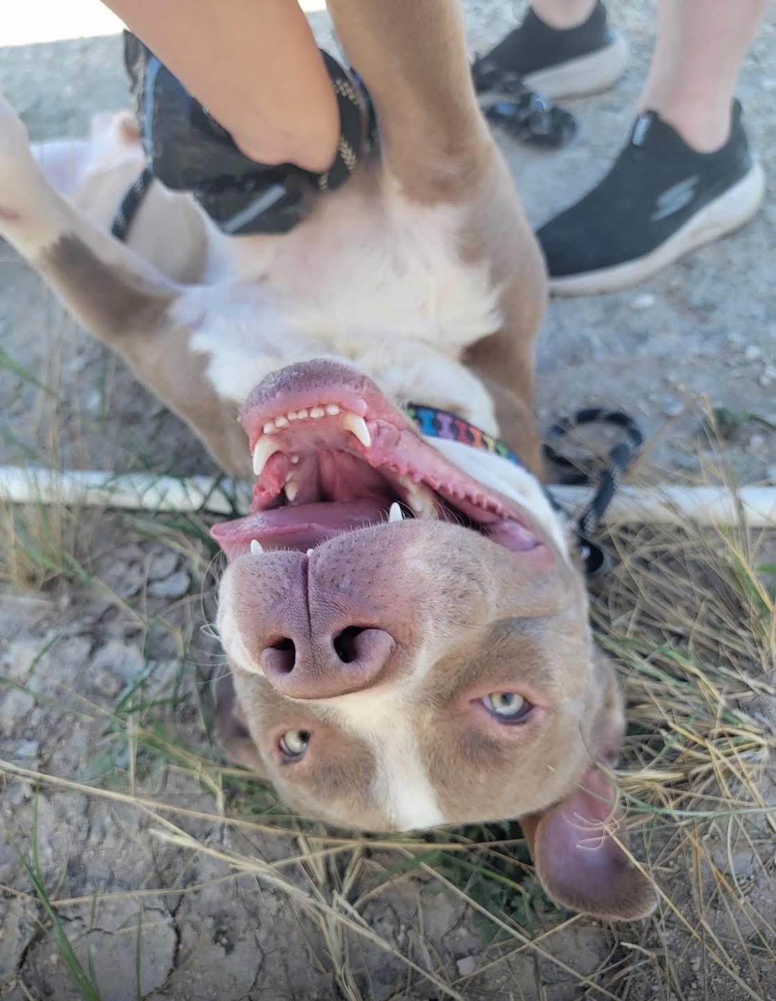 Sterling, ADOPTABLE, Adult Male Mixed Breed.