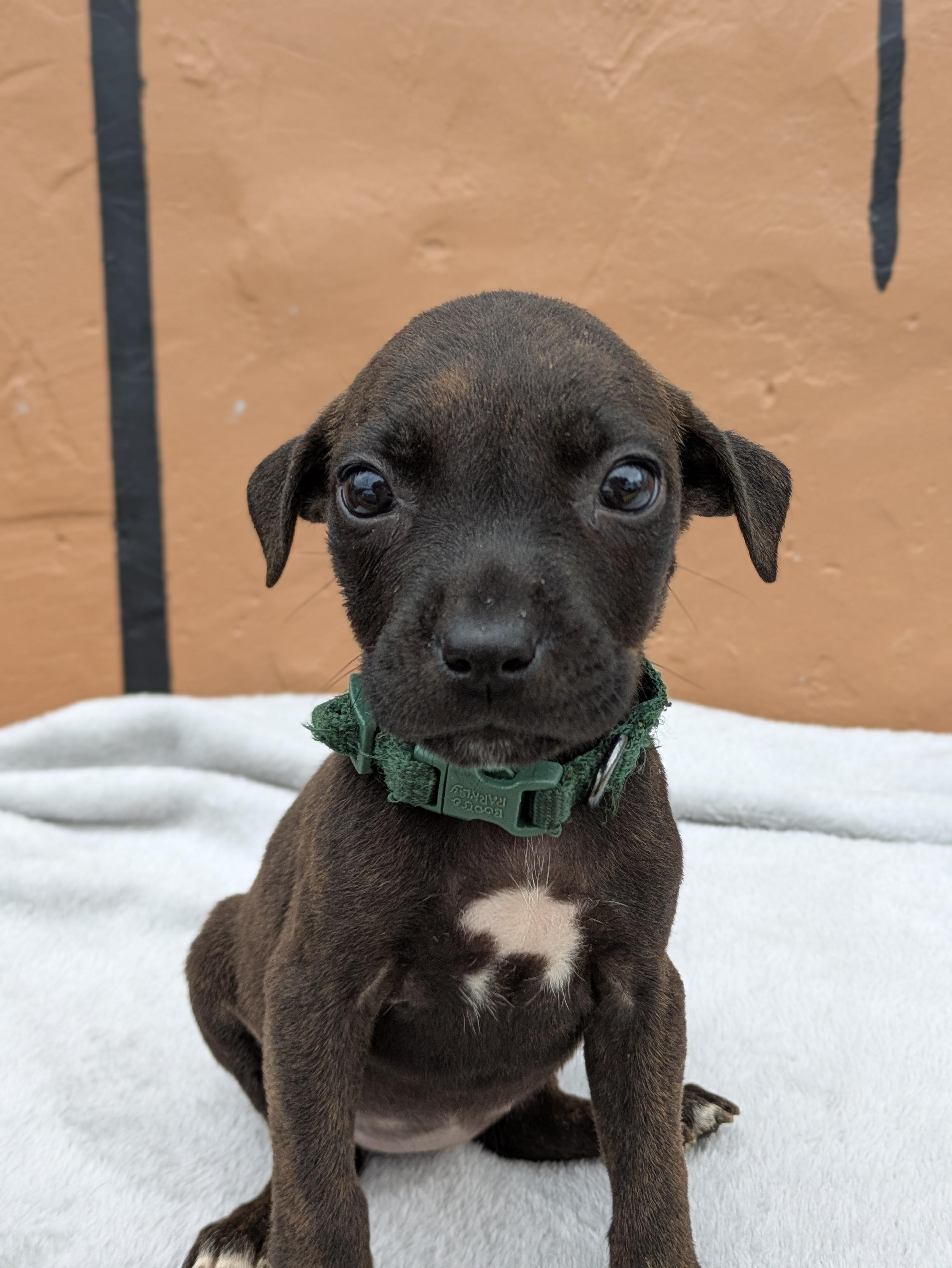 Xyla, adopted, Puppy Female Mixed Breed.