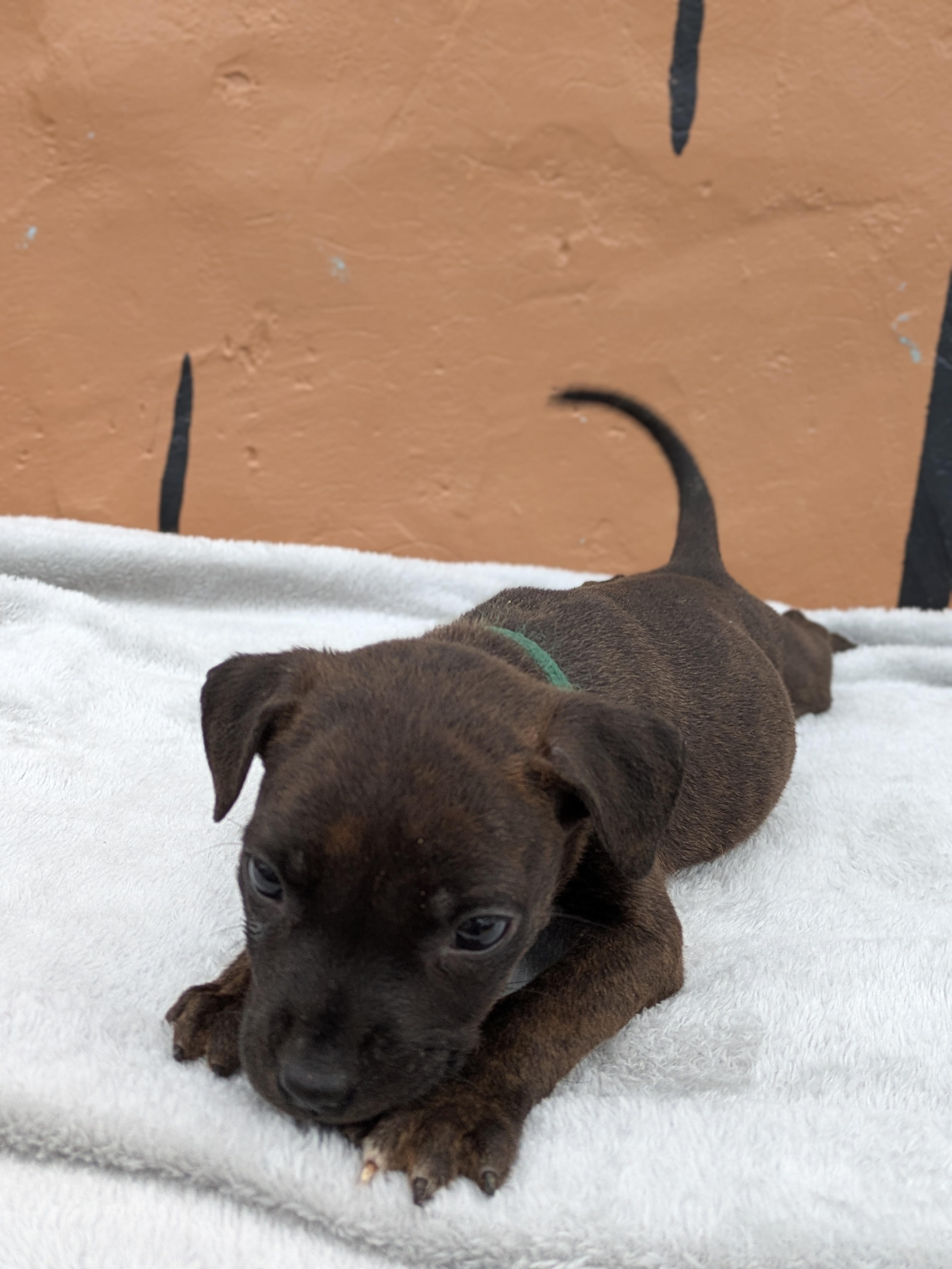 Enlarge Xyla, an adopted Mixed Breed in Huntsville, AL image 3/5