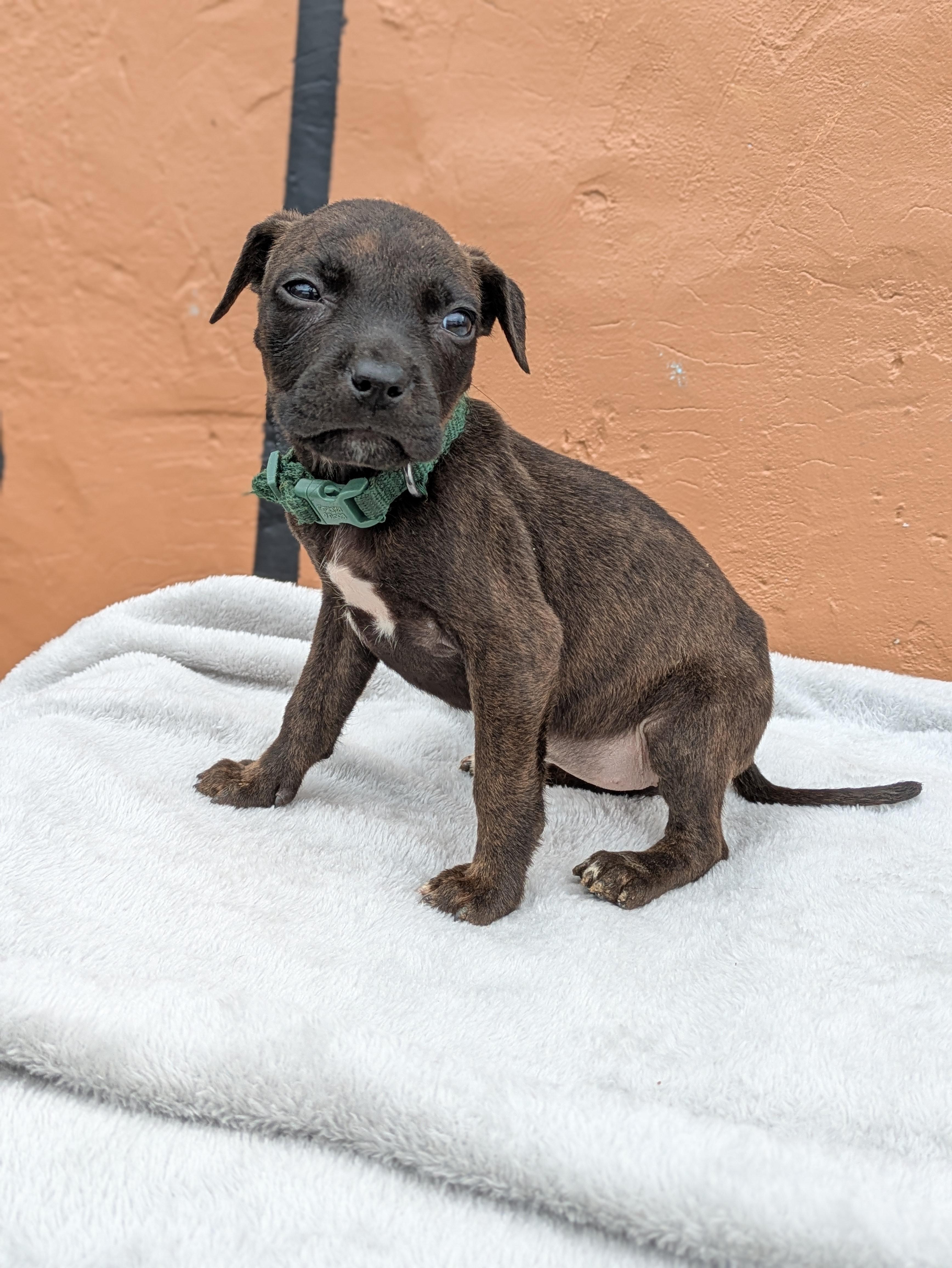 Enlarge Xyla, an adopted Mixed Breed in Huntsville, AL image 2/5