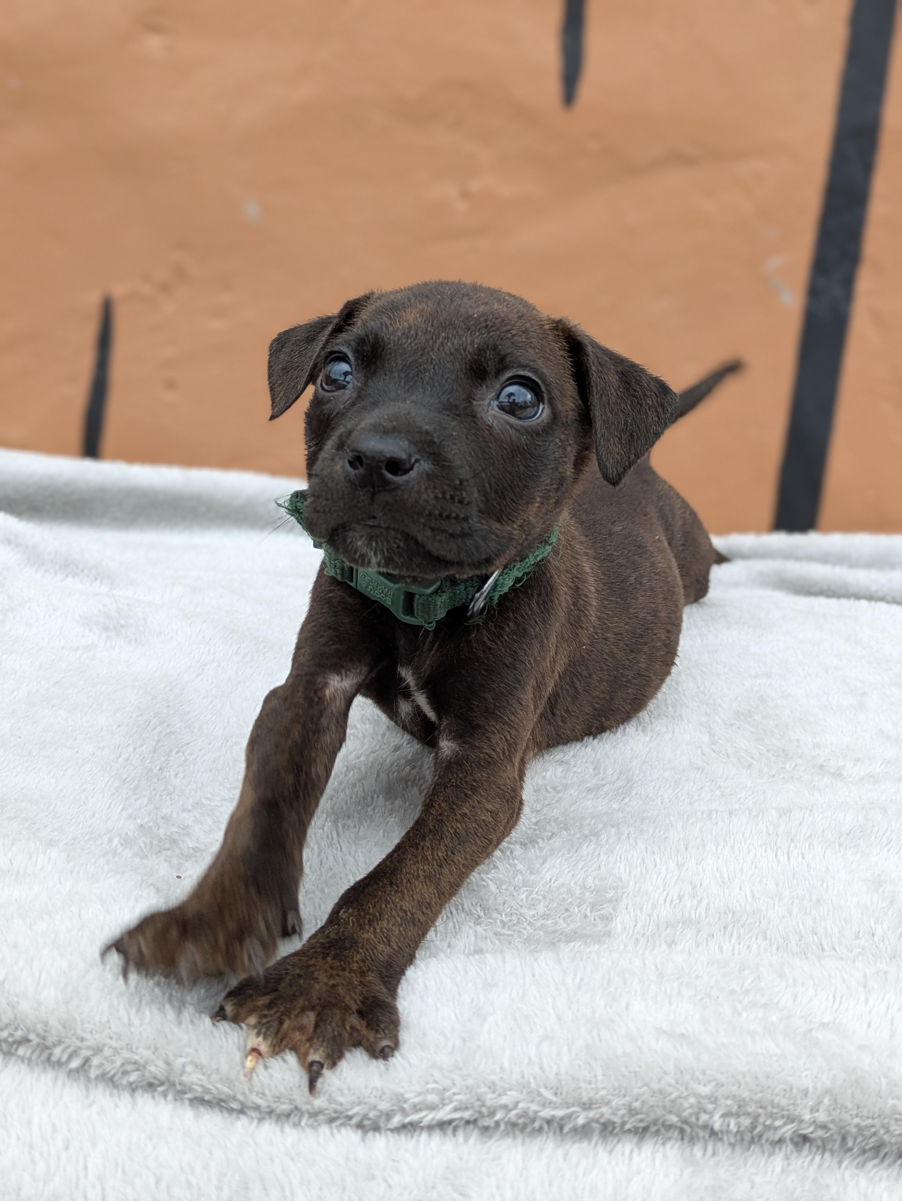 Enlarge Xyla, an adopted Mixed Breed in Huntsville, AL image 5/5