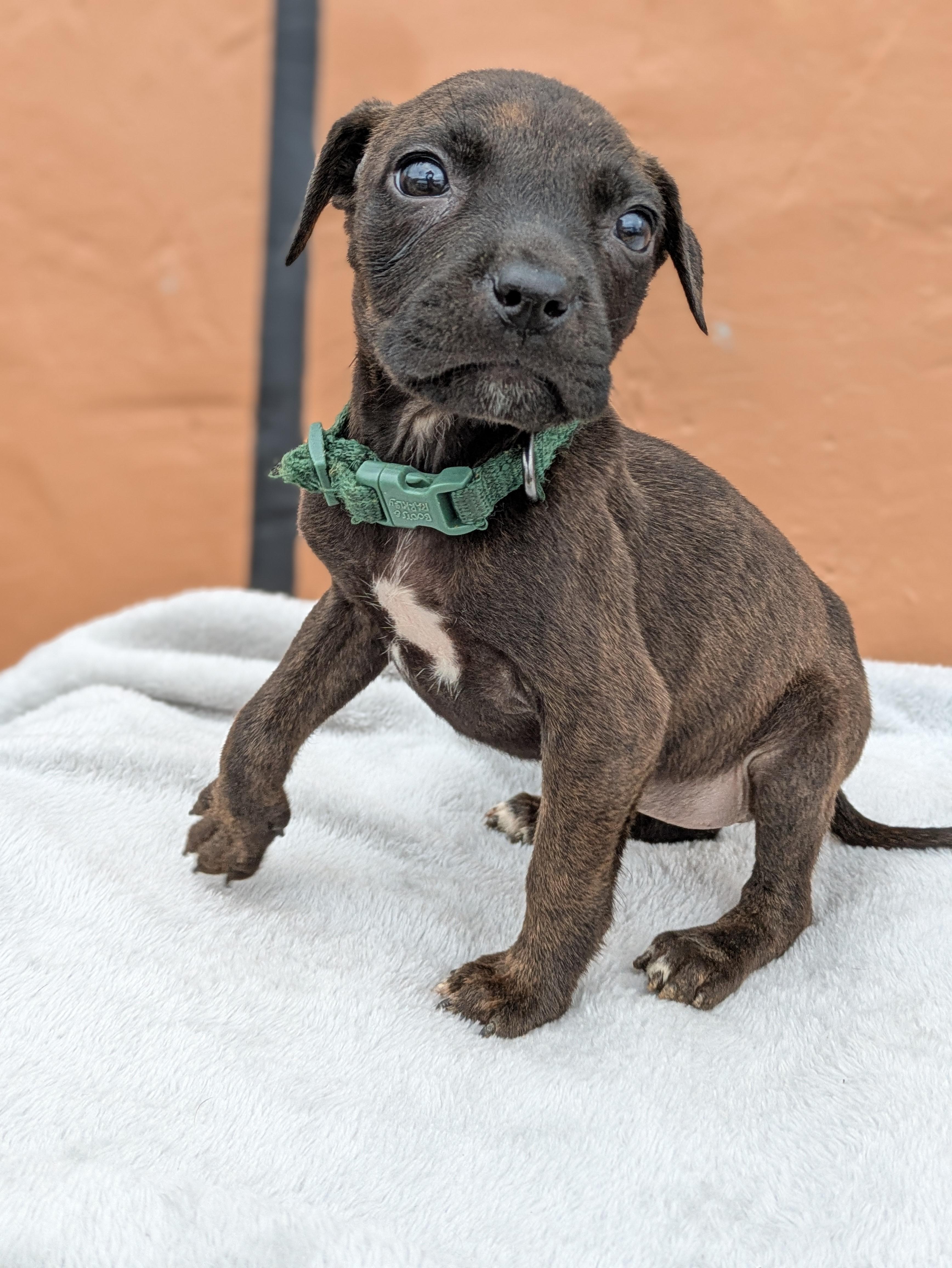 Enlarge Xyla, an adopted Mixed Breed in Huntsville, AL image 4/5