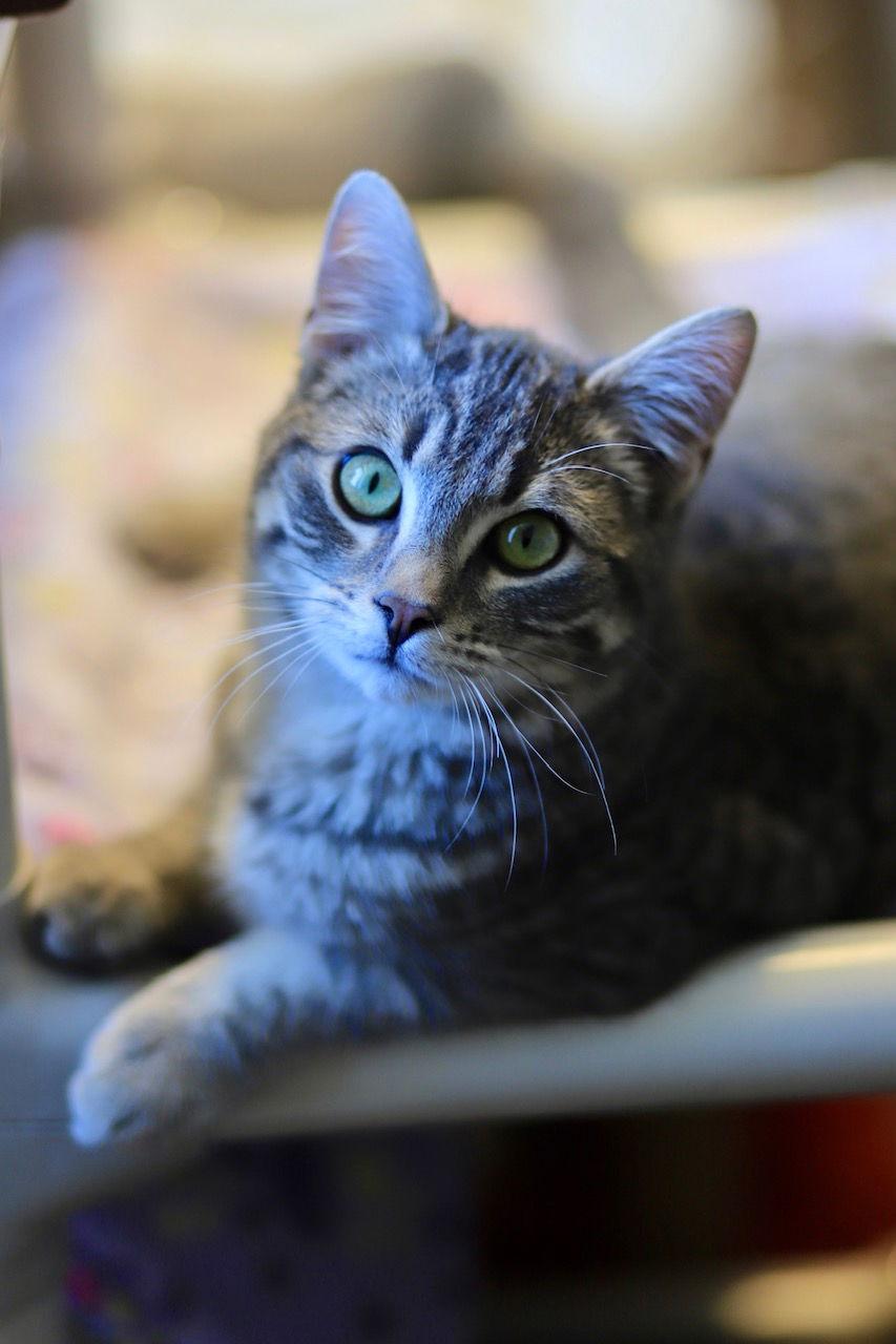 Chomper, Adoptable, Young Male Domestic Short Hair & Domestic Short Hair.