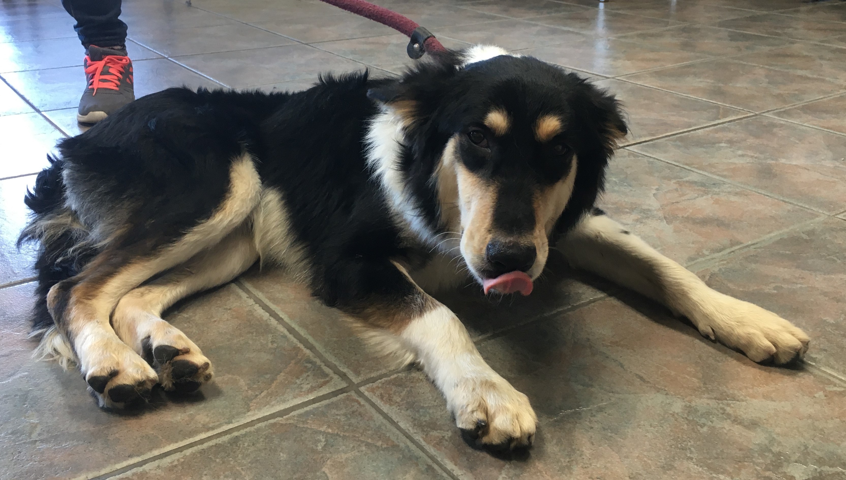 Enlarge Berry, a Adoptable mixed breed in Canoga Park, CA image 9/12