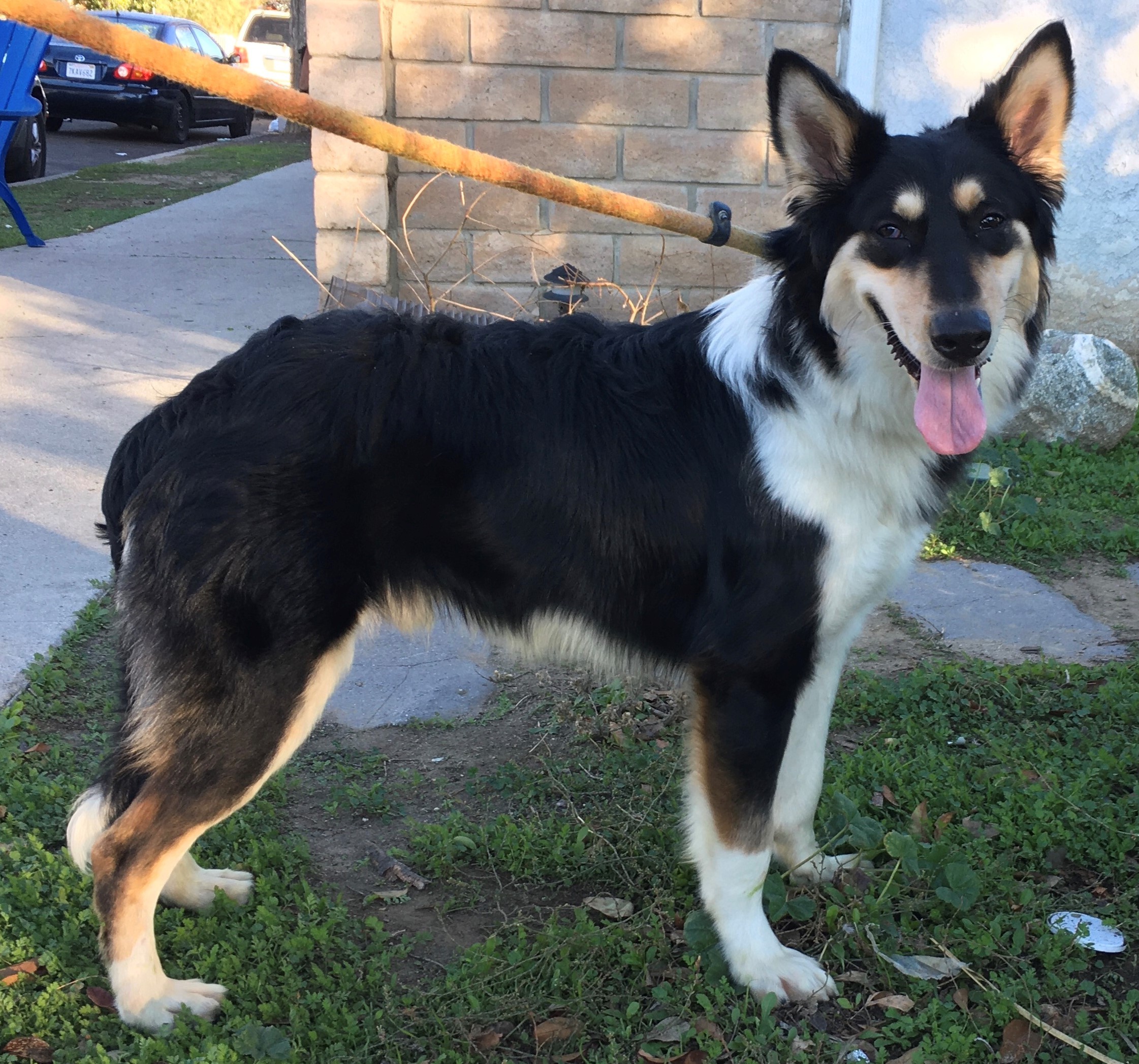 Berry, Adoptable, Adult Male Border Collie & Australian Shepherd.