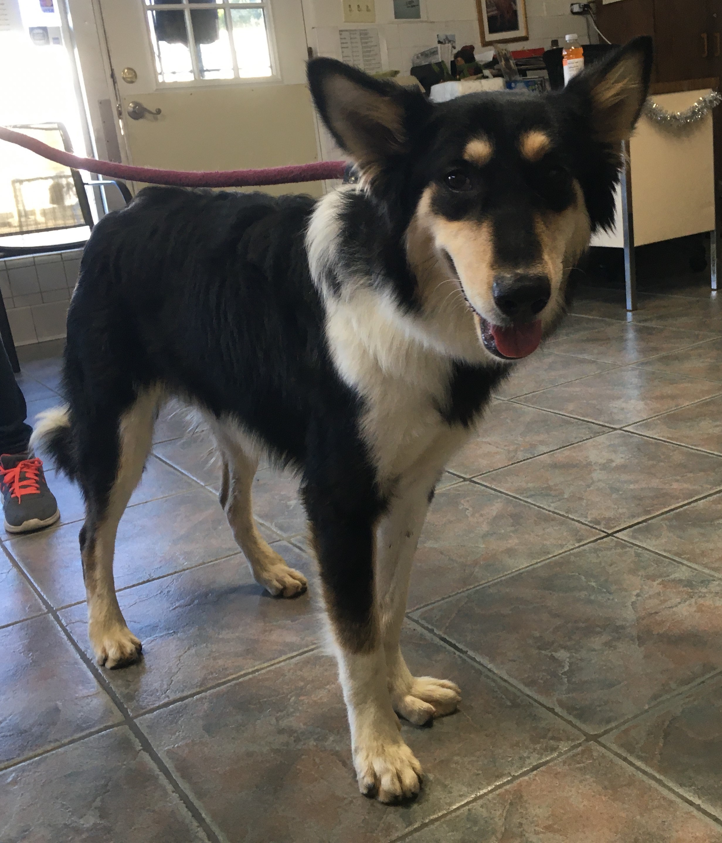 Enlarge Berry, a Adoptable mixed breed in Canoga Park, CA image 10/12