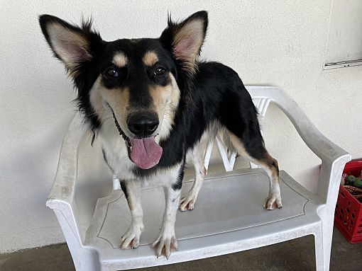 Enlarge Berry, a Adoptable mixed breed in Canoga Park, CA image 11/12