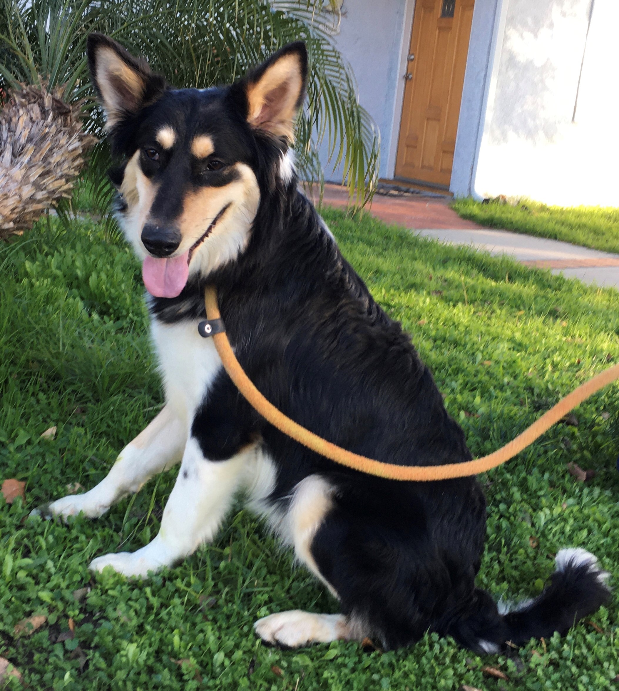 Enlarge Berry, a Adoptable mixed breed in Canoga Park, CA image 12/12