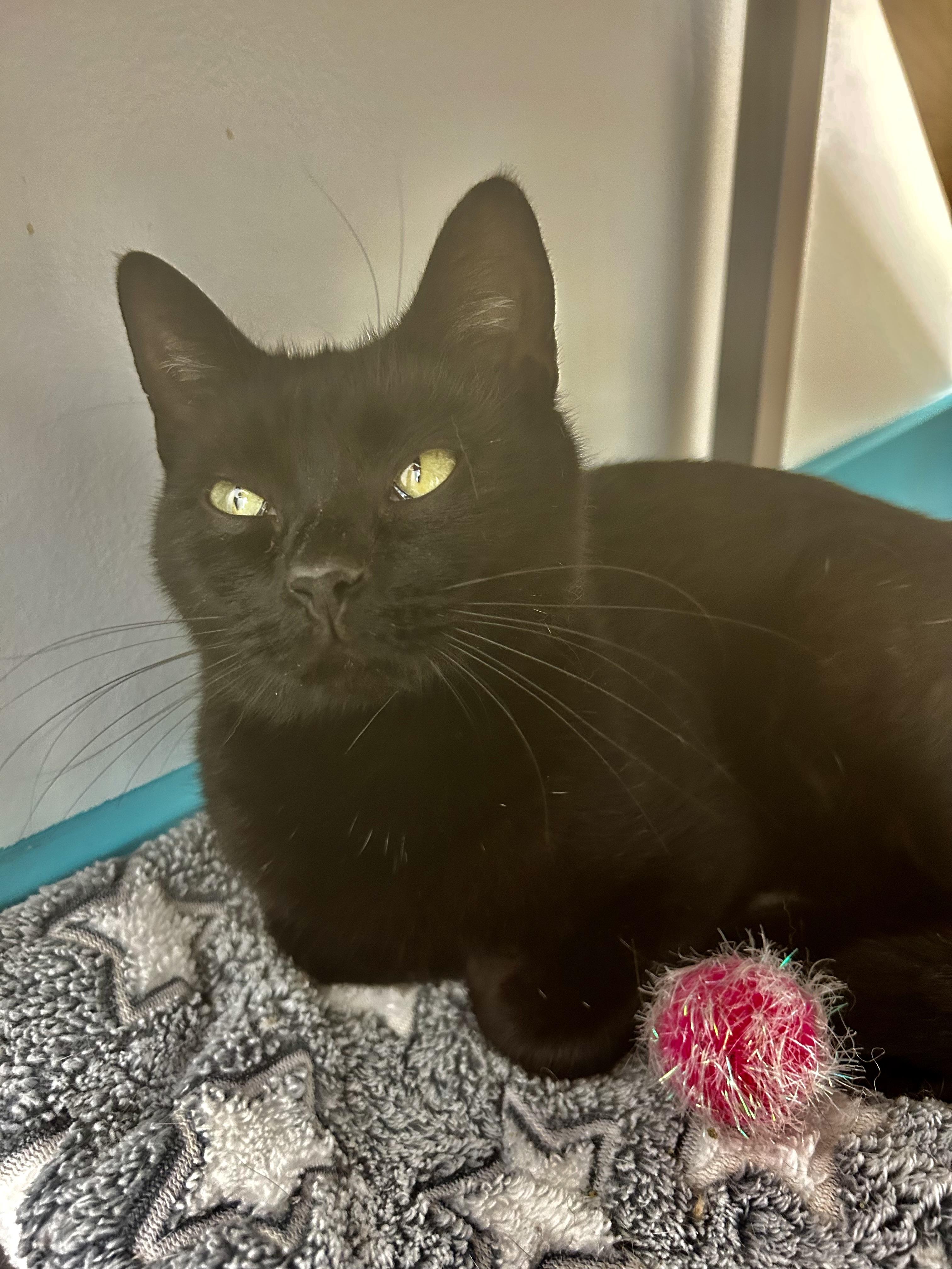 Asia - ADOPTION PENDING!, adopted, Kitten Female Domestic Short Hair.