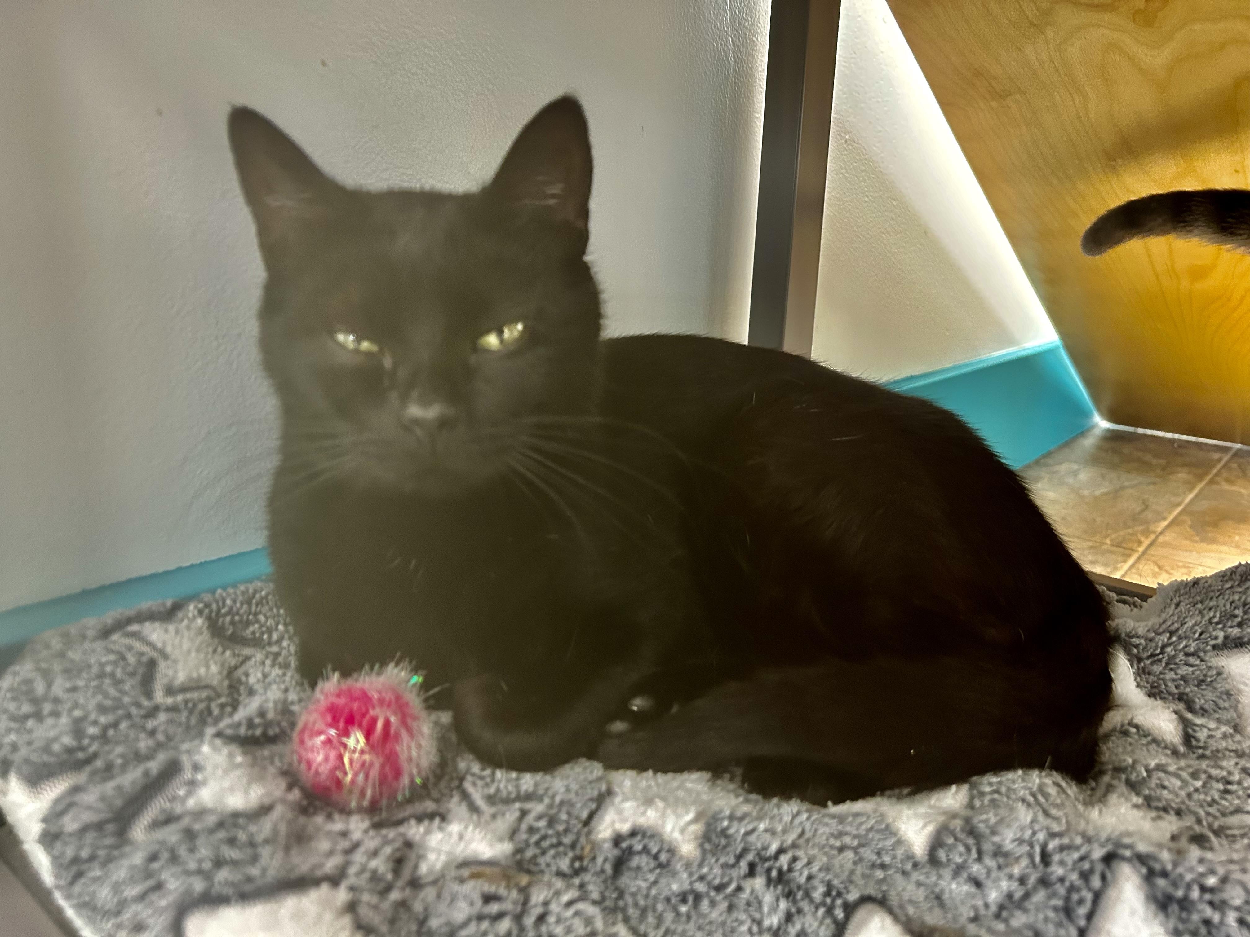 Enlarge Asia - ADOPTION PENDING!, an adopted Domestic Short Hair in Grand Rapids, MI image 6/6