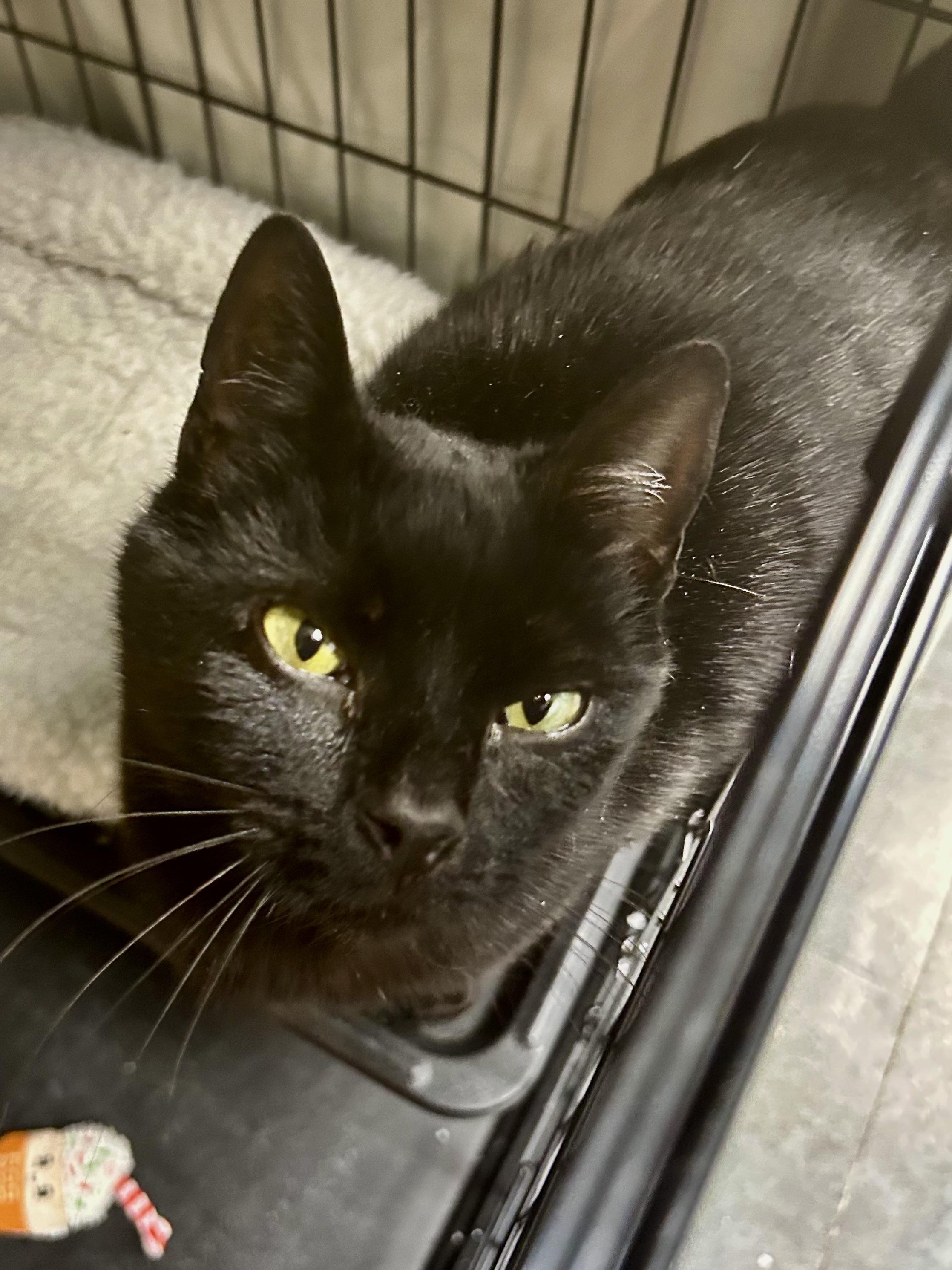 Enlarge Asia - ADOPTION PENDING!, an adopted Domestic Short Hair in Grand Rapids, MI image 2/6