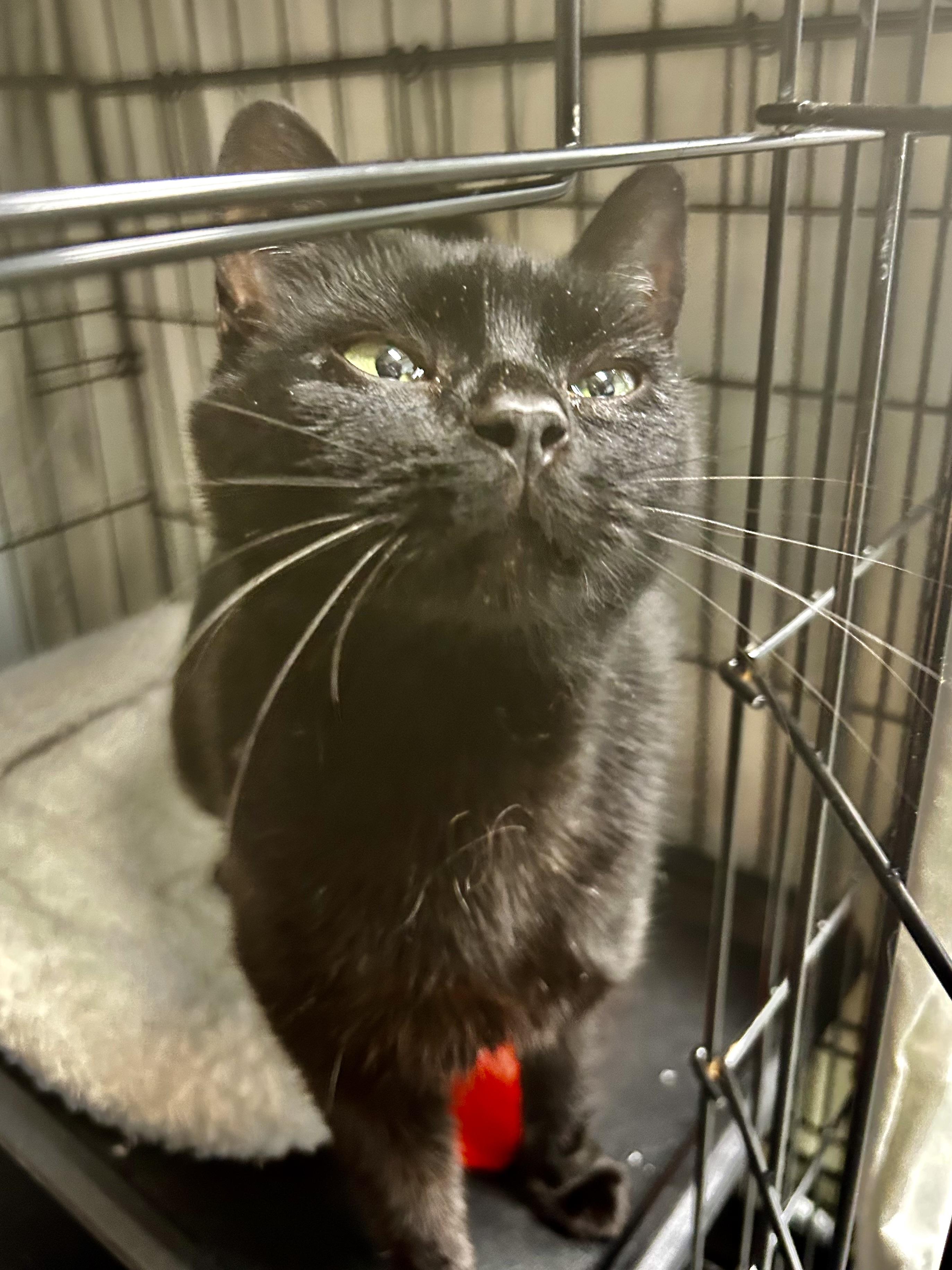 Enlarge Asia - ADOPTION PENDING!, an adopted Domestic Short Hair in Grand Rapids, MI image 5/6