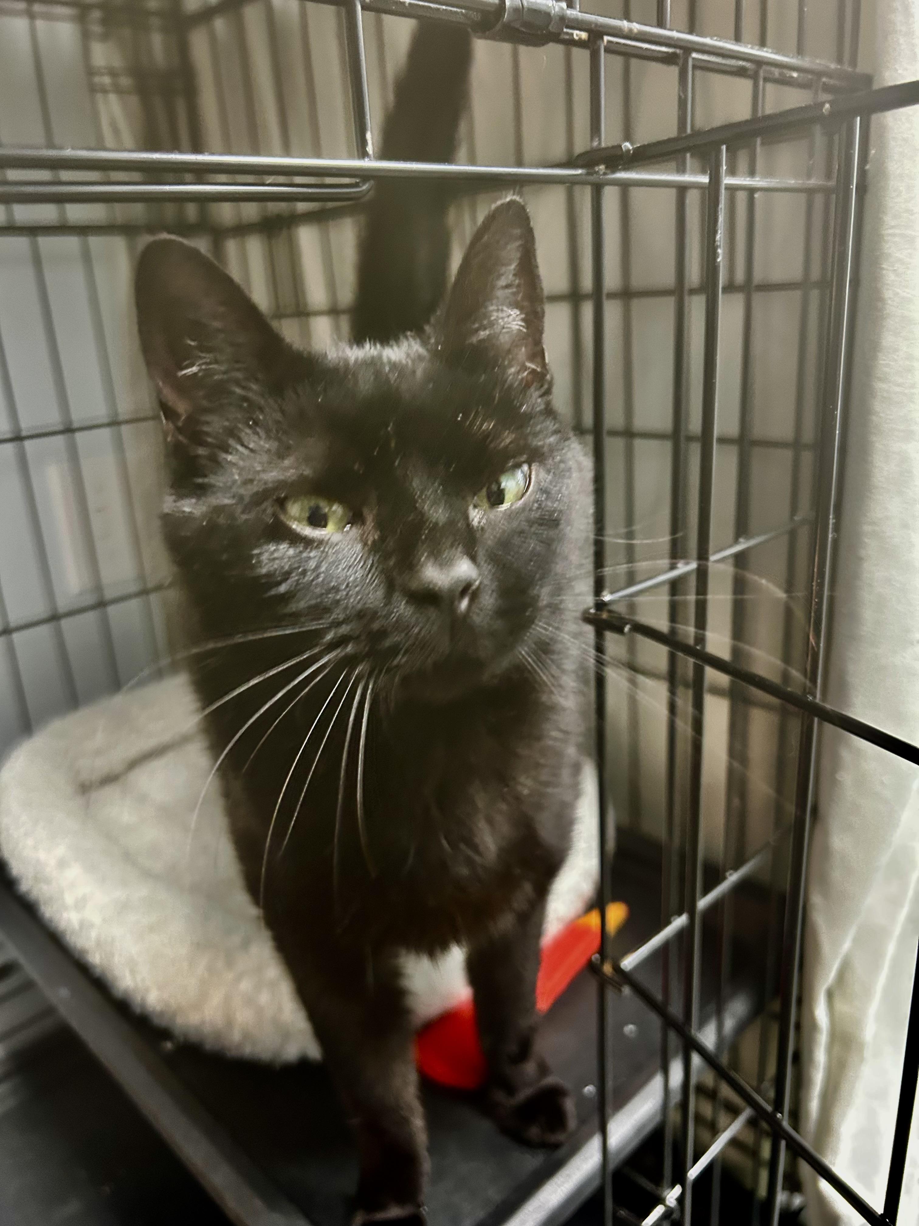 Enlarge Asia - ADOPTION PENDING!, an adopted Domestic Short Hair in Grand Rapids, MI image 3/6