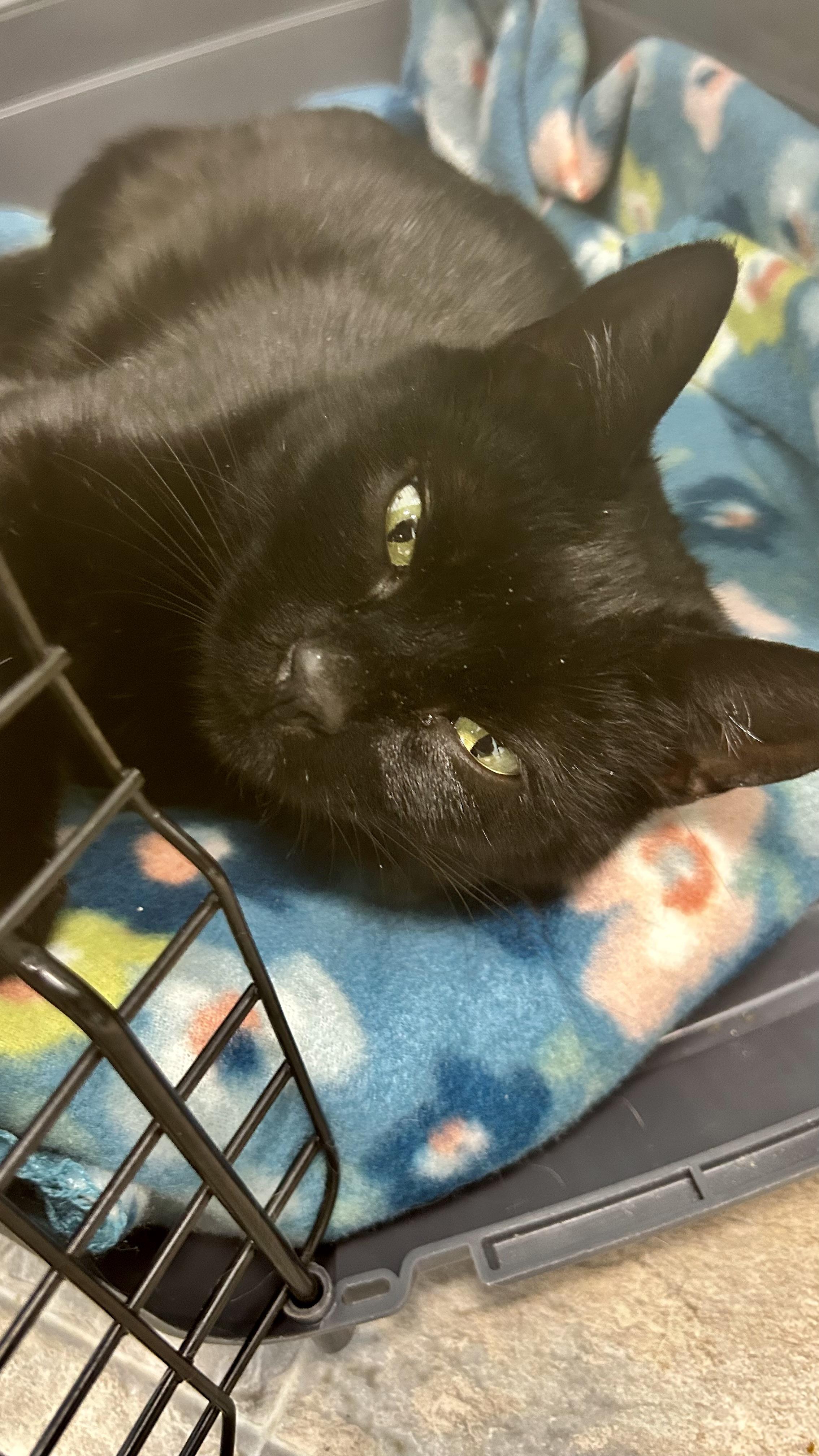 Enlarge Asia - ADOPTION PENDING!, an adopted Domestic Short Hair in Grand Rapids, MI image 4/6