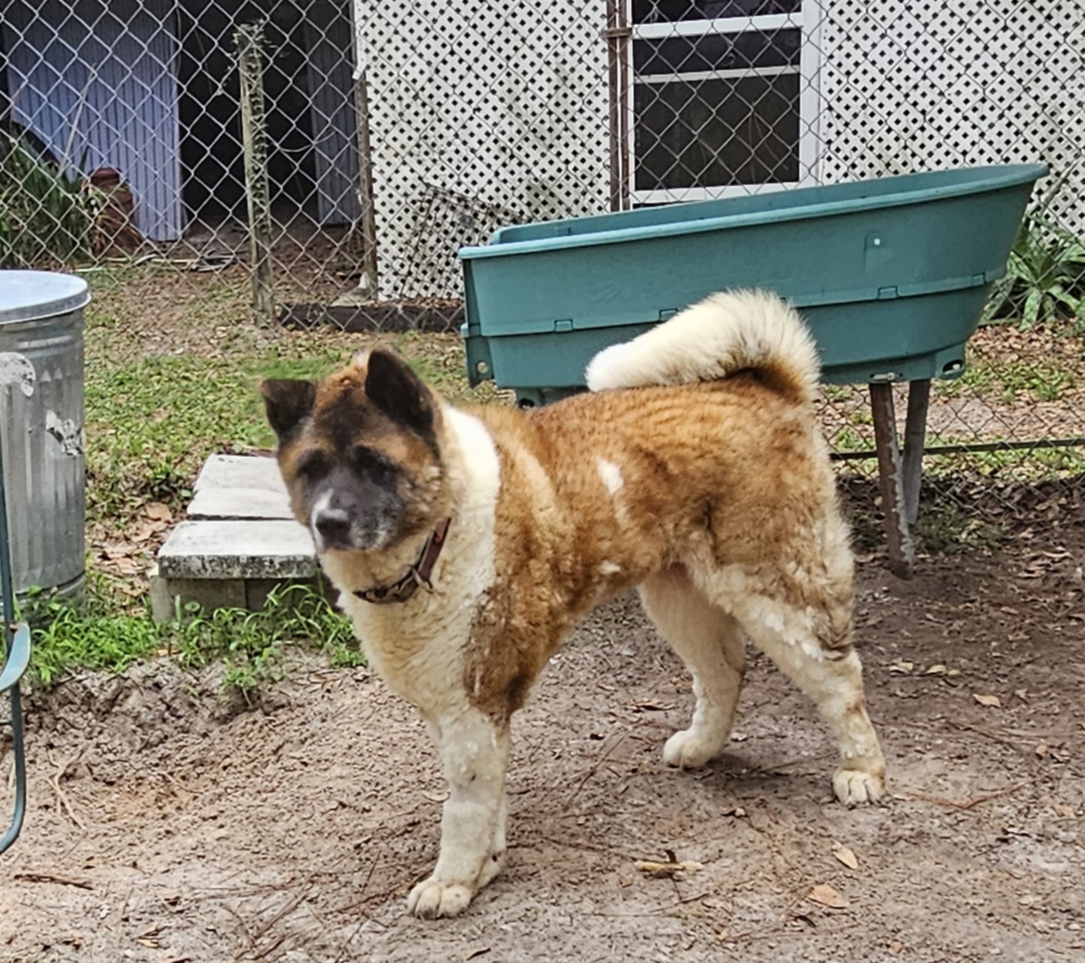 Banita, a Adoptable Akita in Jacksonville, FL image 1/4