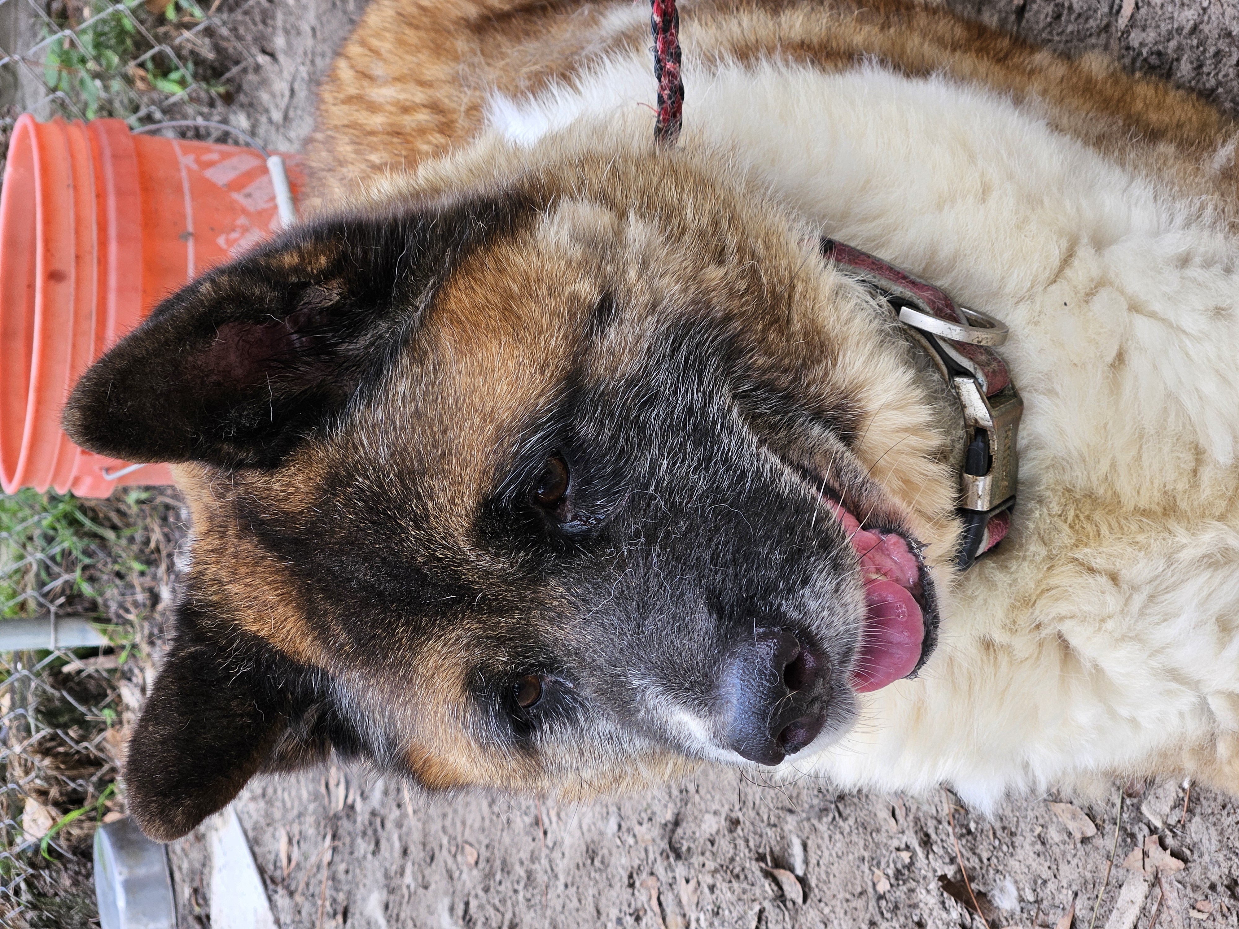 Banita, a Adoptable Akita in Jacksonville, FL image 2/4