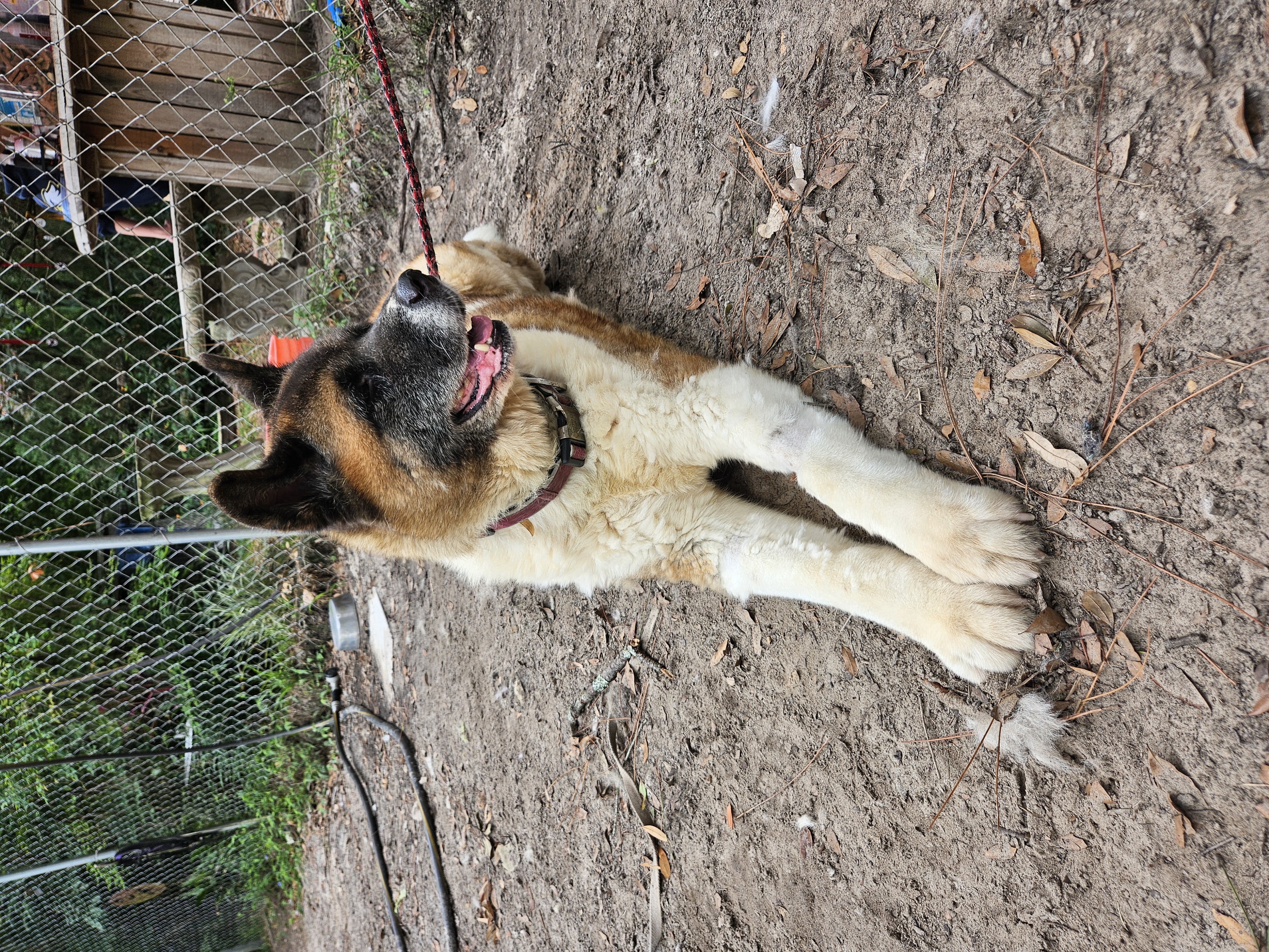 Banita, a Adoptable Akita in Jacksonville, FL image 3/4