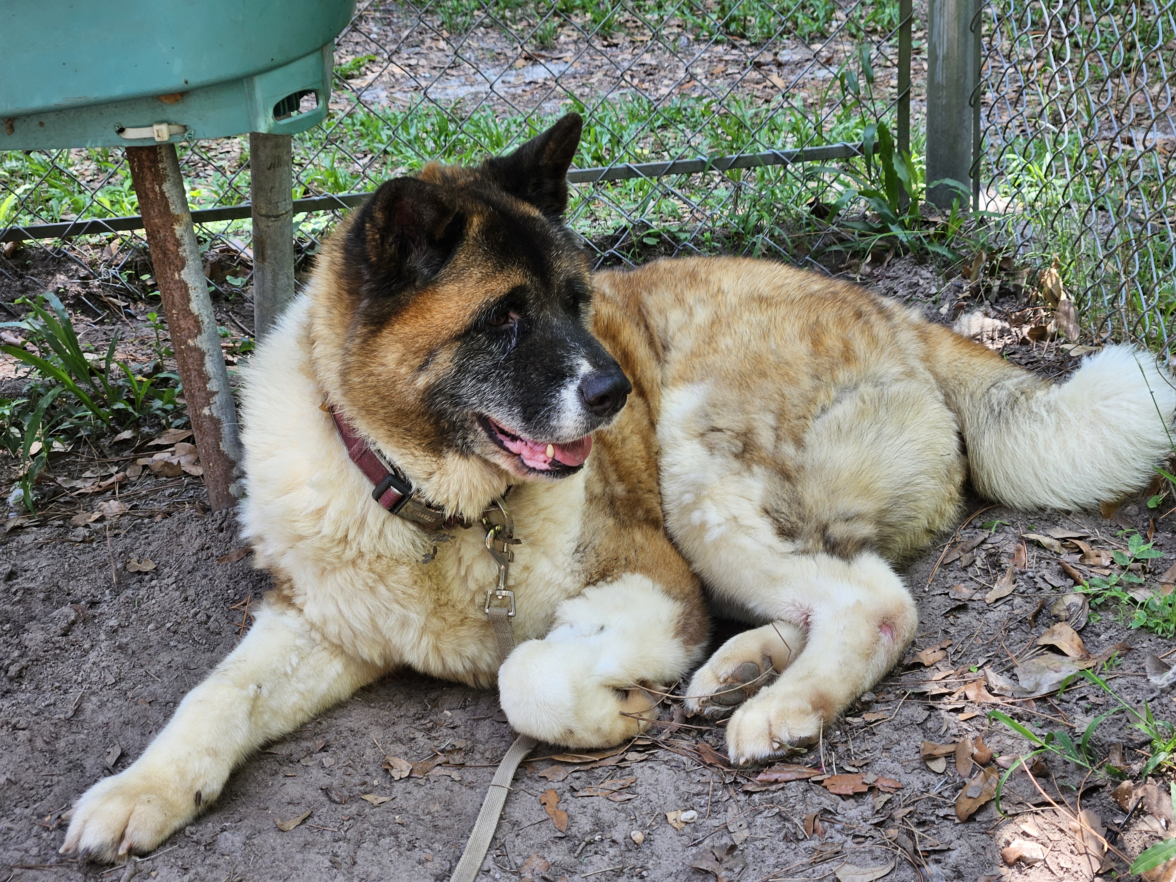 Banita, a Adoptable Akita in Jacksonville, FL image 4/4