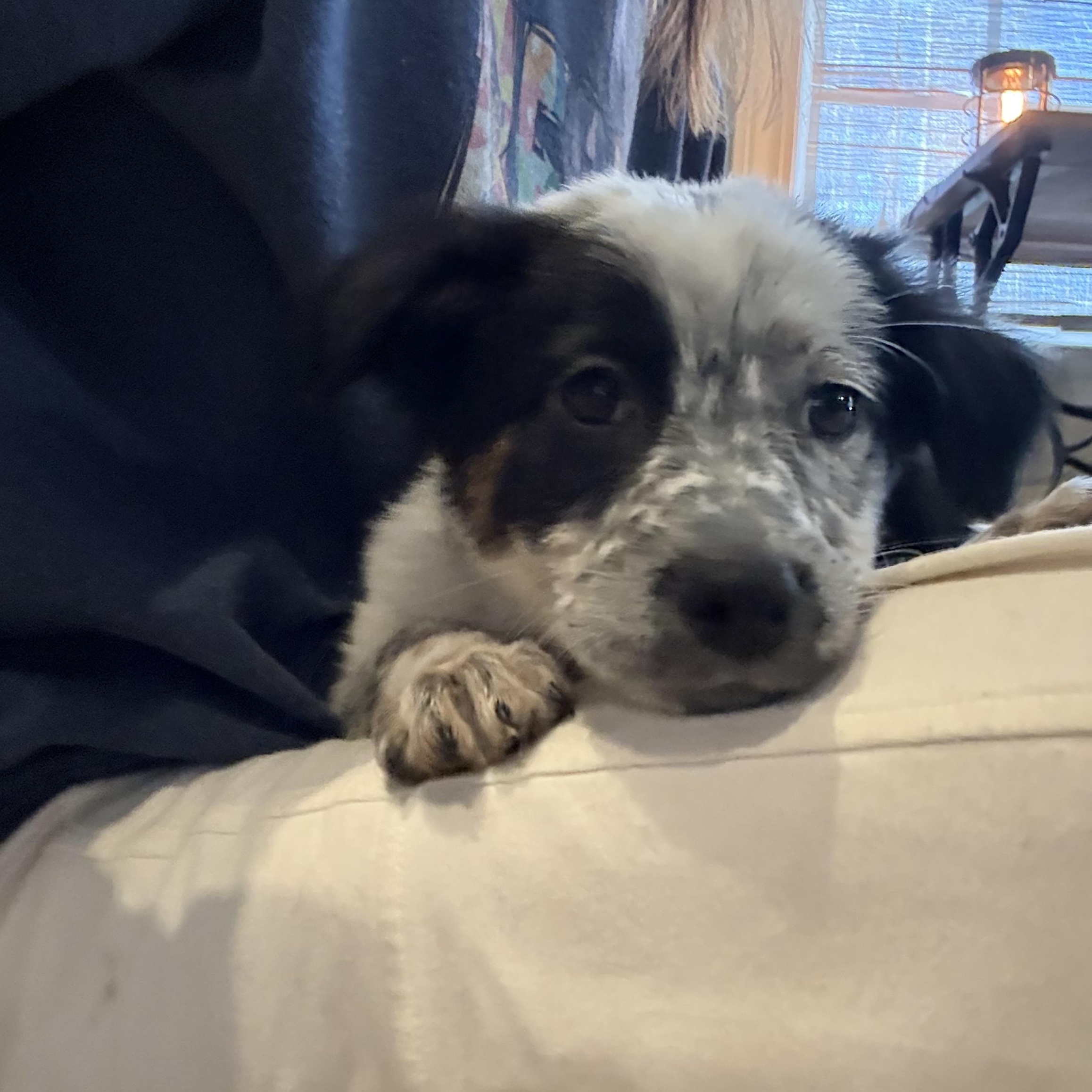 Tito, ADOPTABLE, Puppy Male Australian Shepherd.