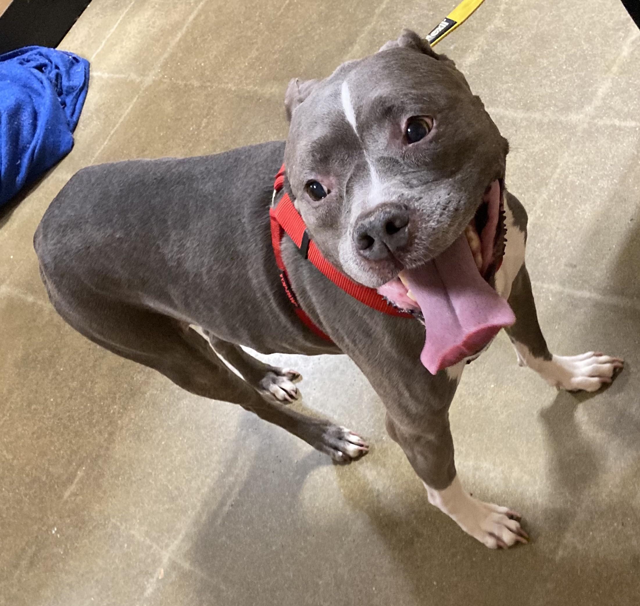 Enlarge Pebbles, a Adoptable mixed breed in Smithfield, NC image 2/6