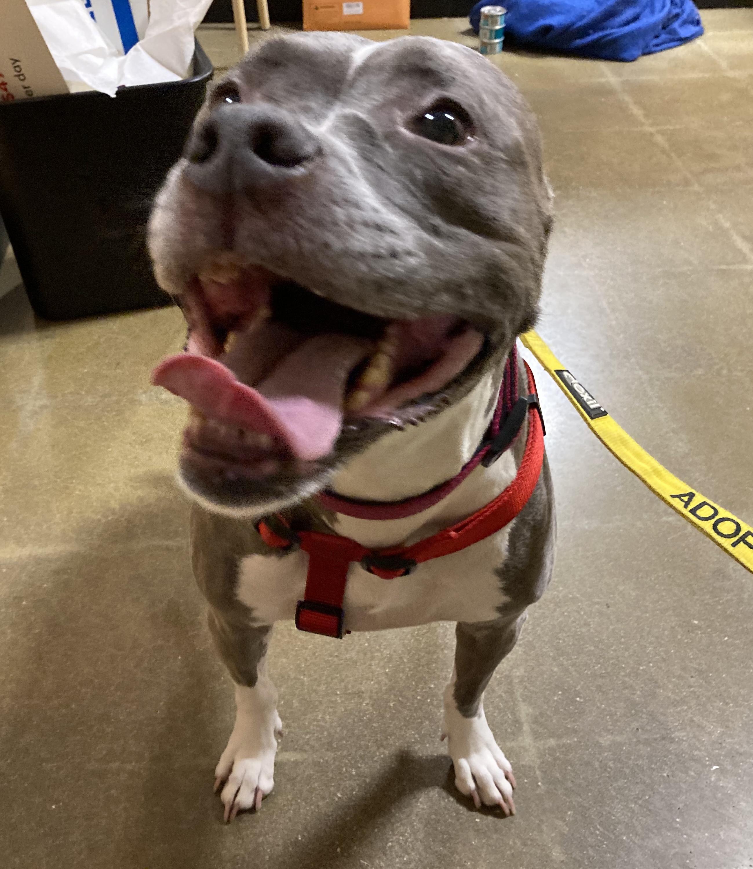 Enlarge Pebbles, a Adoptable mixed breed in Smithfield, NC image 3/6