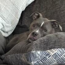 Pebbles, a ADOPTABLE mixed breed in Smithfield, NC image 2/4