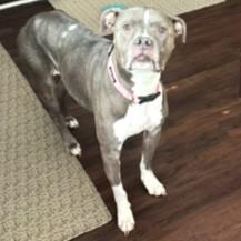 Pebbles, a ADOPTABLE mixed breed in Smithfield, NC image 3/4