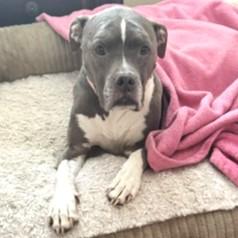 Pebbles, ADOPTABLE, Senior Female American Staffordshire Terrier & Pit Bull Terrier.