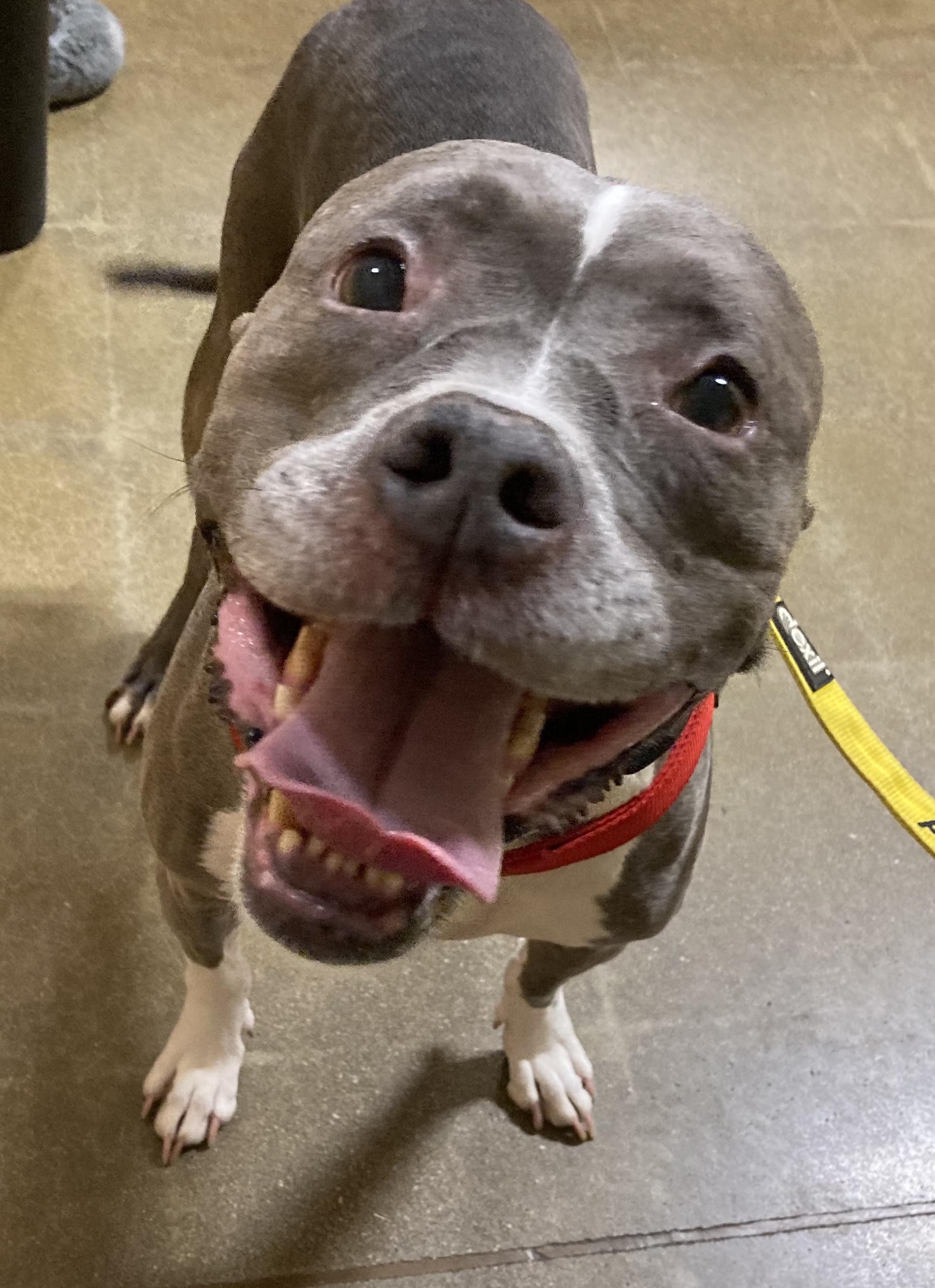 Pebbles, Adoptable, Senior Female American Staffordshire Terrier & Pit Bull Terrier.