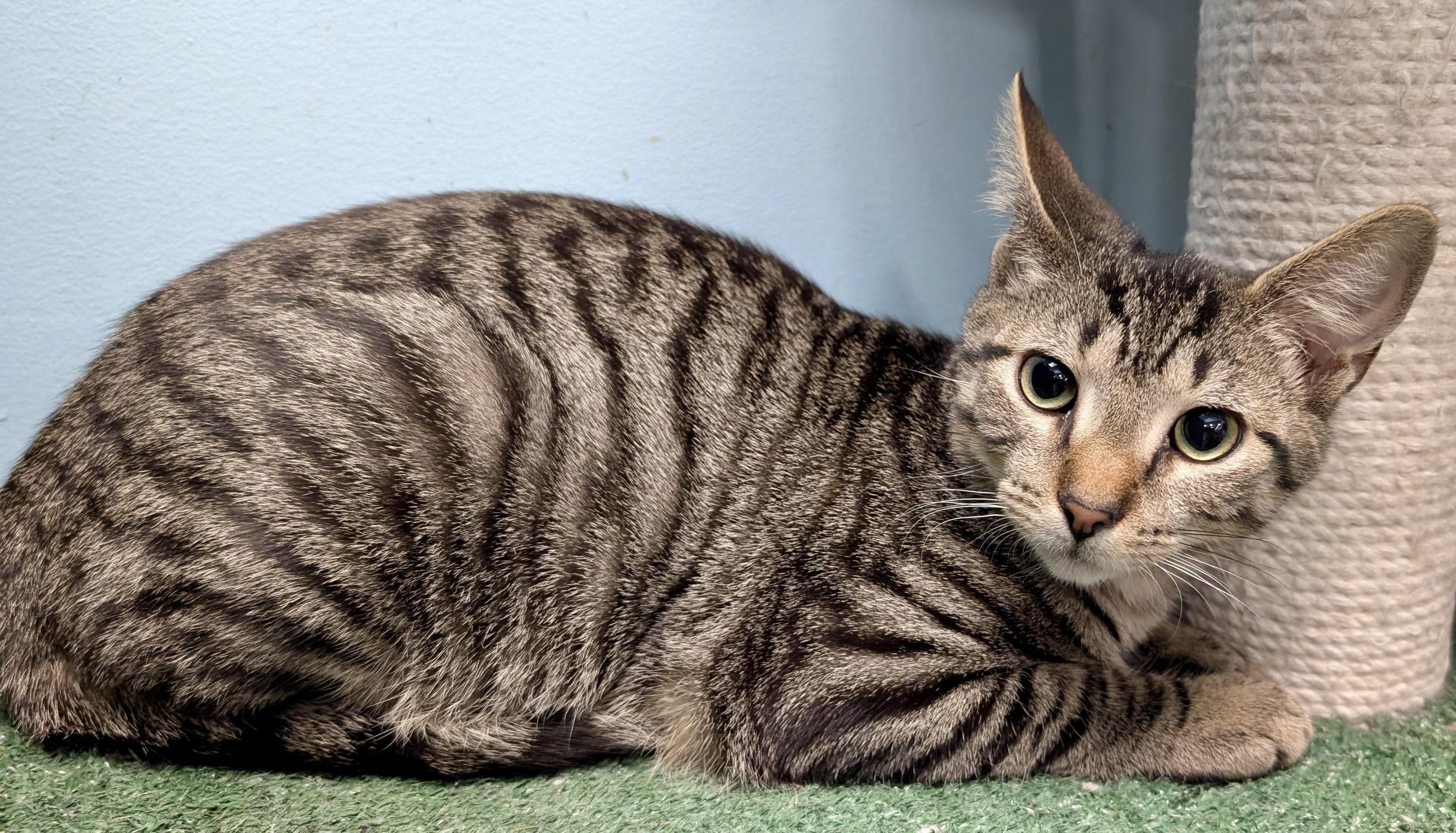 Enlarge Squatty , a ADOPTABLE mixed breed in Smithfield, NC image 3/5