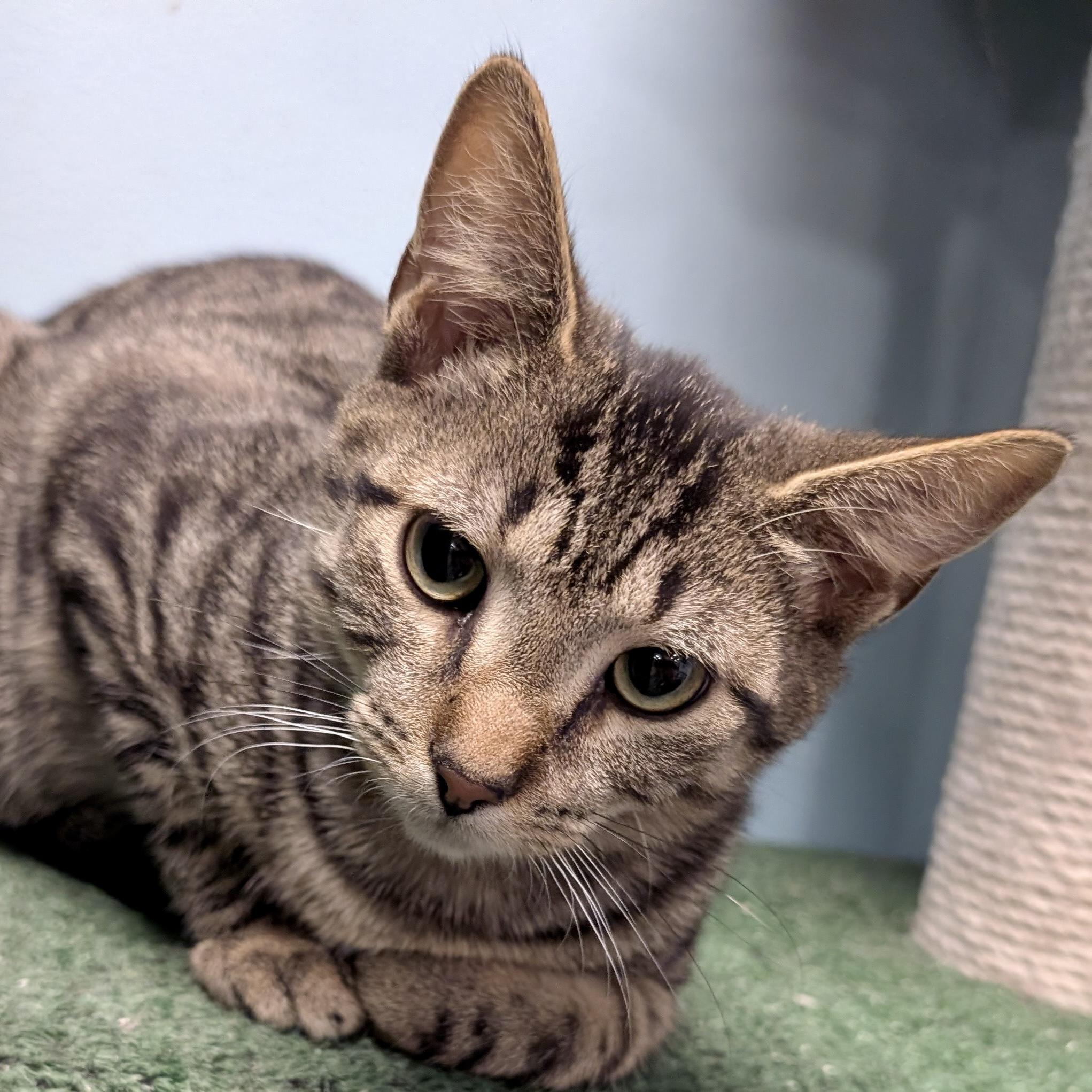 Enlarge Squatty , a ADOPTABLE mixed breed in Smithfield, NC image 5/5