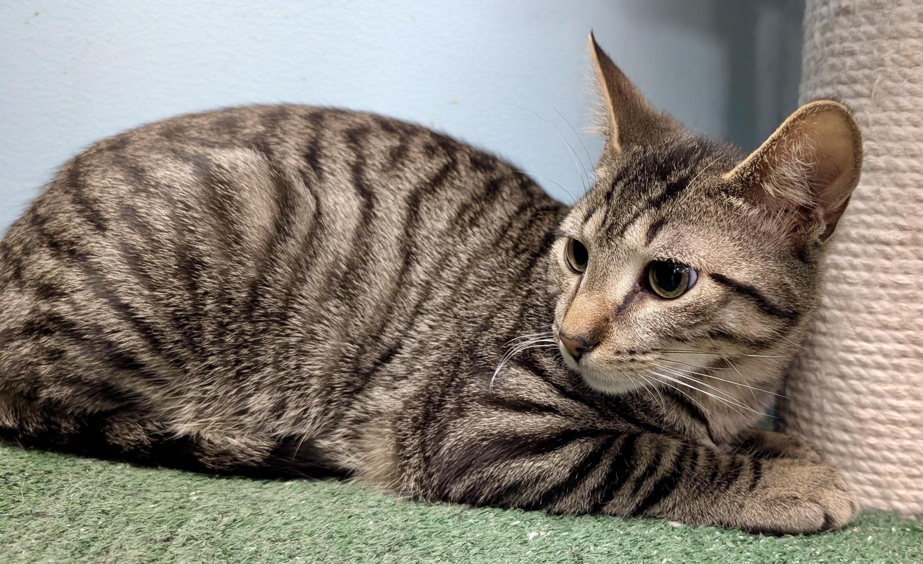 Enlarge Squatty , a ADOPTABLE mixed breed in Smithfield, NC image 4/5