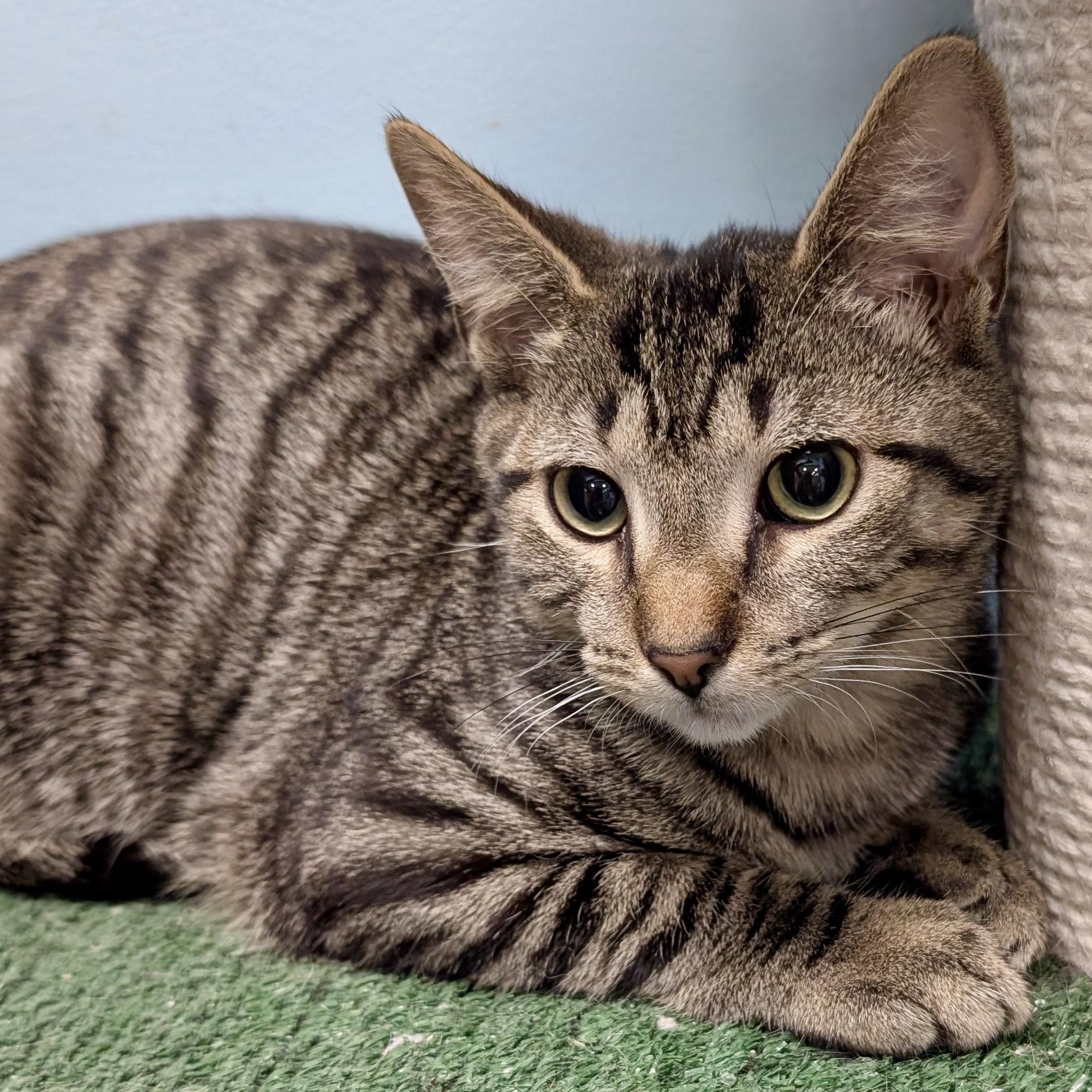 Squatty , ADOPTABLE, Kitten Male Tabby.