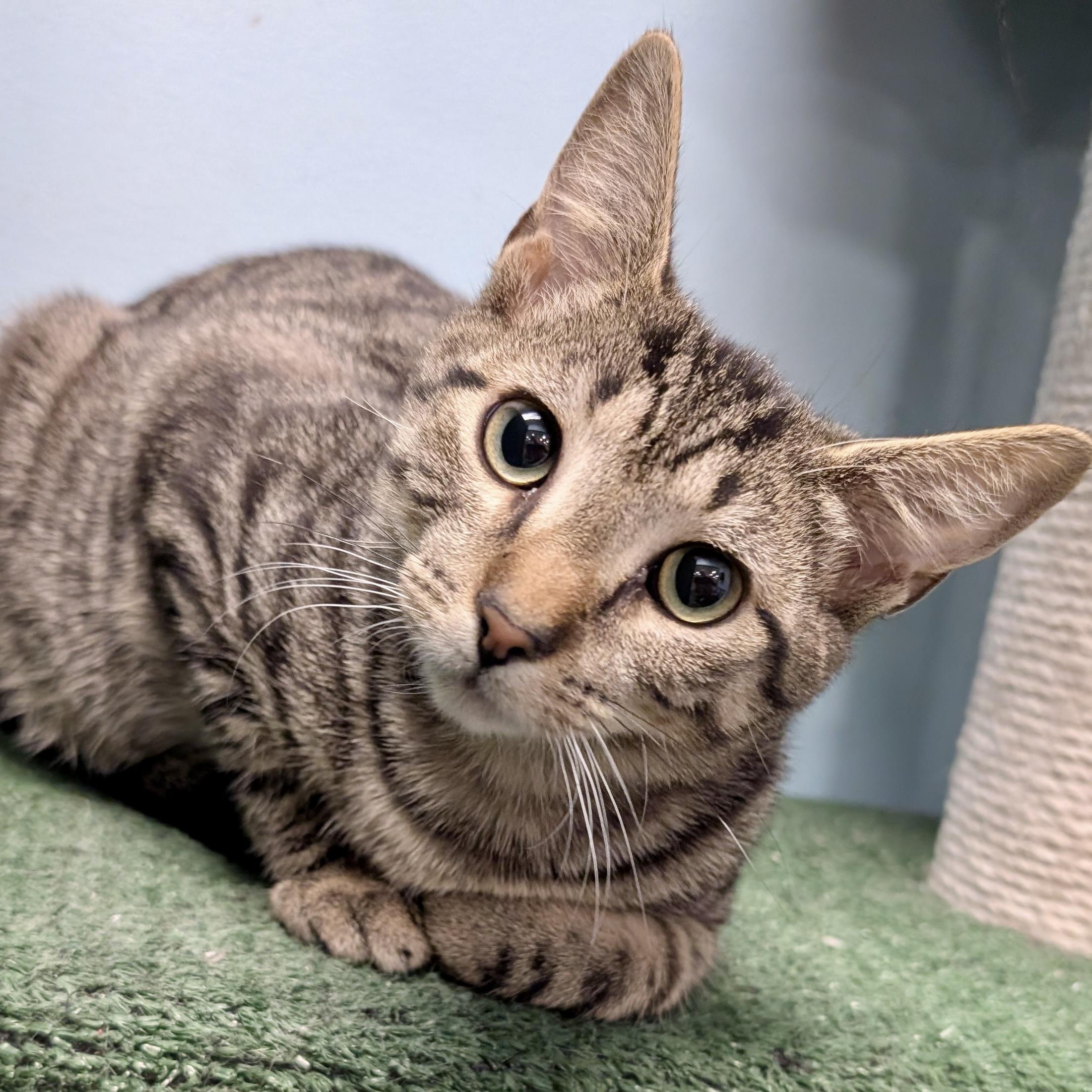 Enlarge Squatty , a ADOPTABLE mixed breed in Smithfield, NC image 2/5