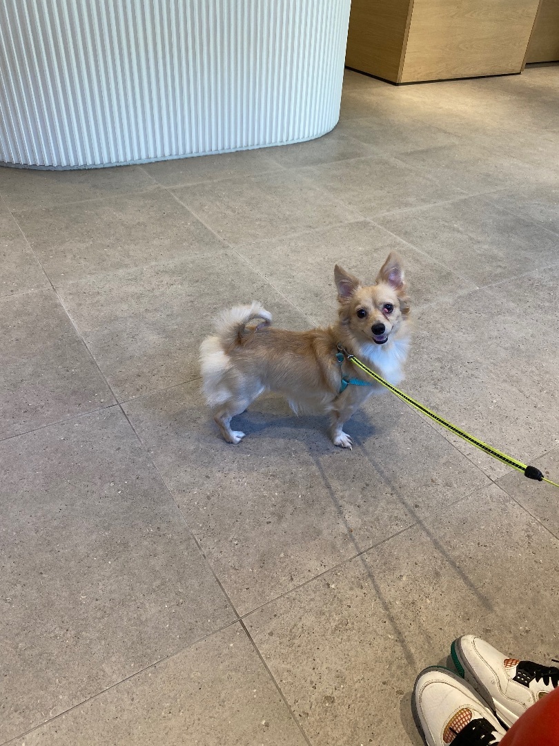 Bread, a Adoptable mixed breed in Brooklyn, NY image 1/3