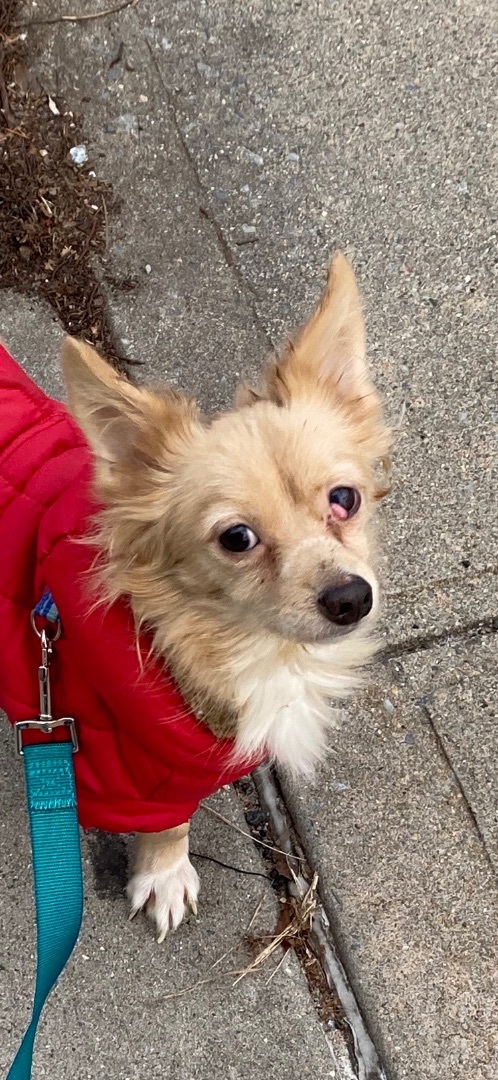 Bread, a Adoptable mixed breed in Brooklyn, NY image 2/3