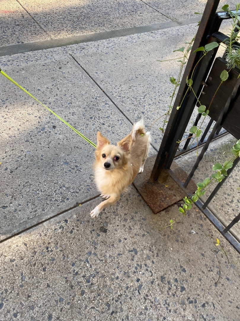 Bread, a Adoptable mixed breed in Brooklyn, NY image 3/3