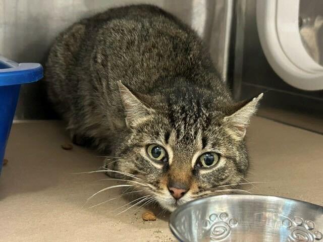 Enlarge Paprika, a Adoptable Domestic Short Hair in Toronto, ON image 1/1