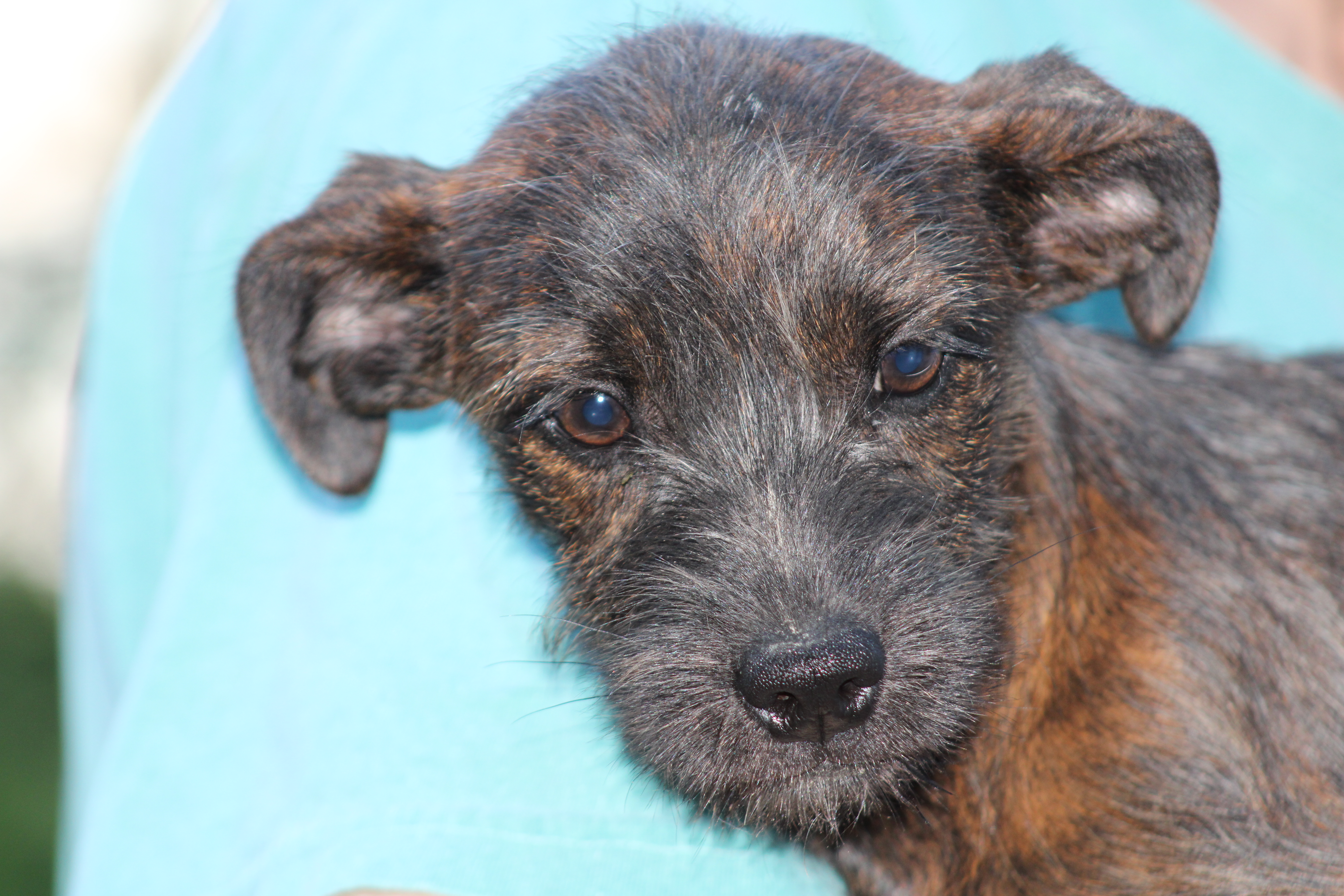 Pepper, a Adopted mixed breed in Farmington, CT image 1/3